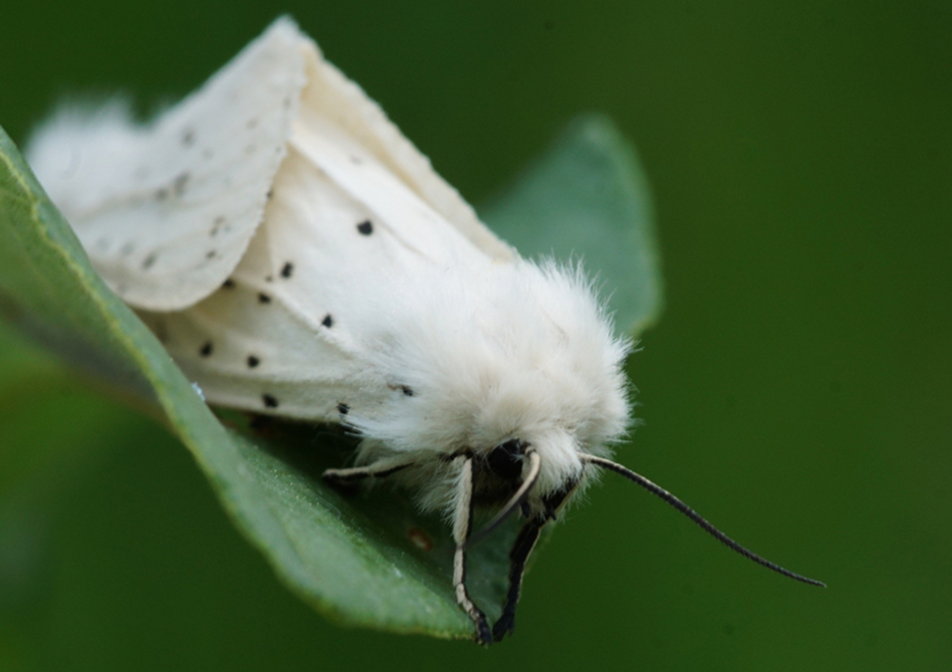 witte tijger