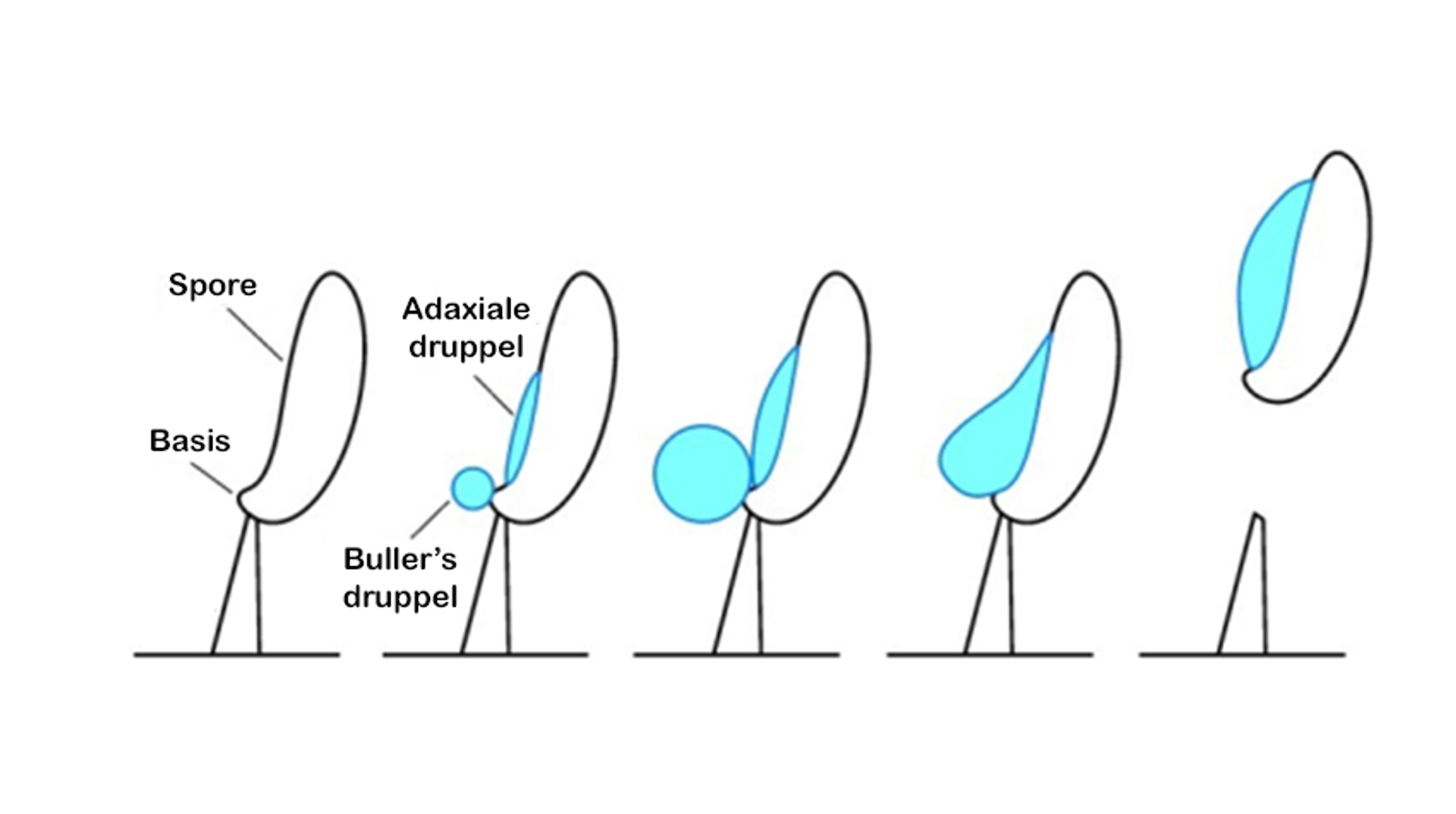 Basidiospore schieten