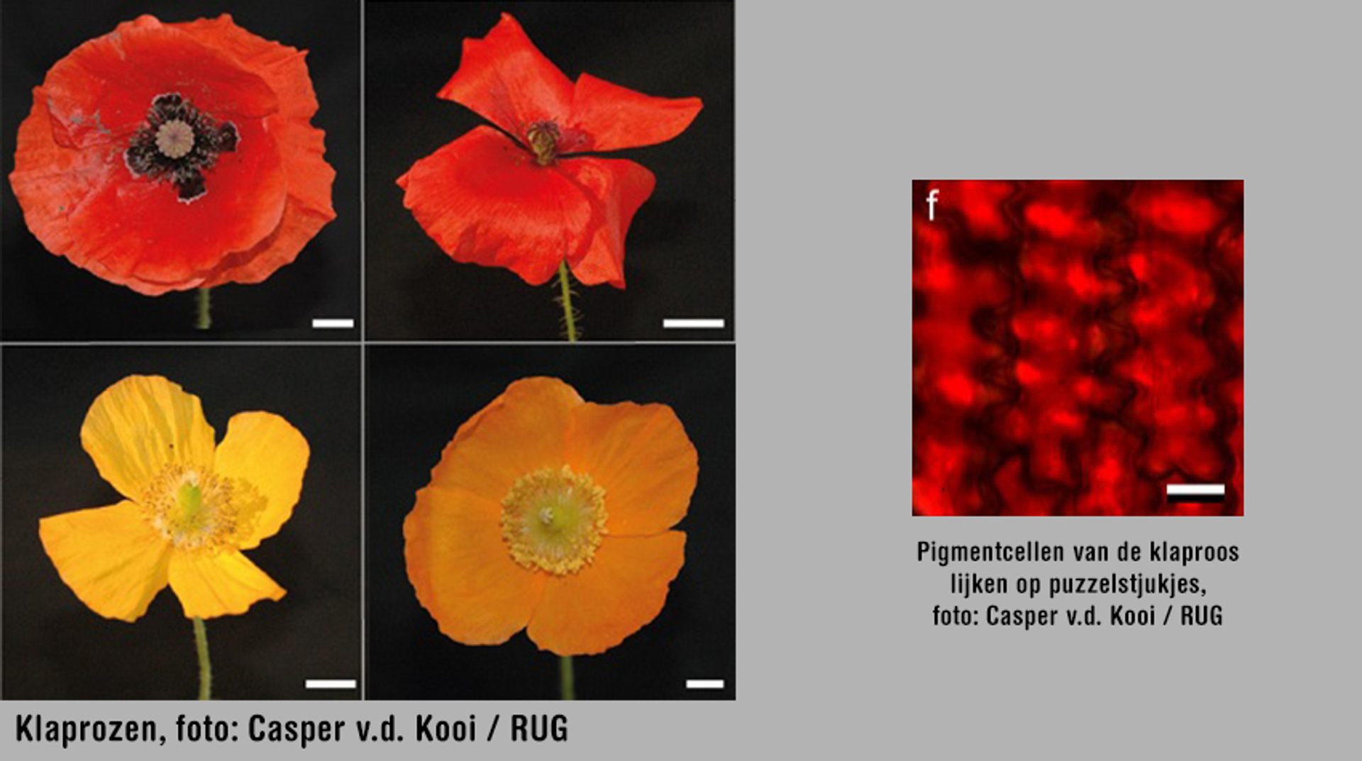 klaprozen RUG (een keer gebruiken)