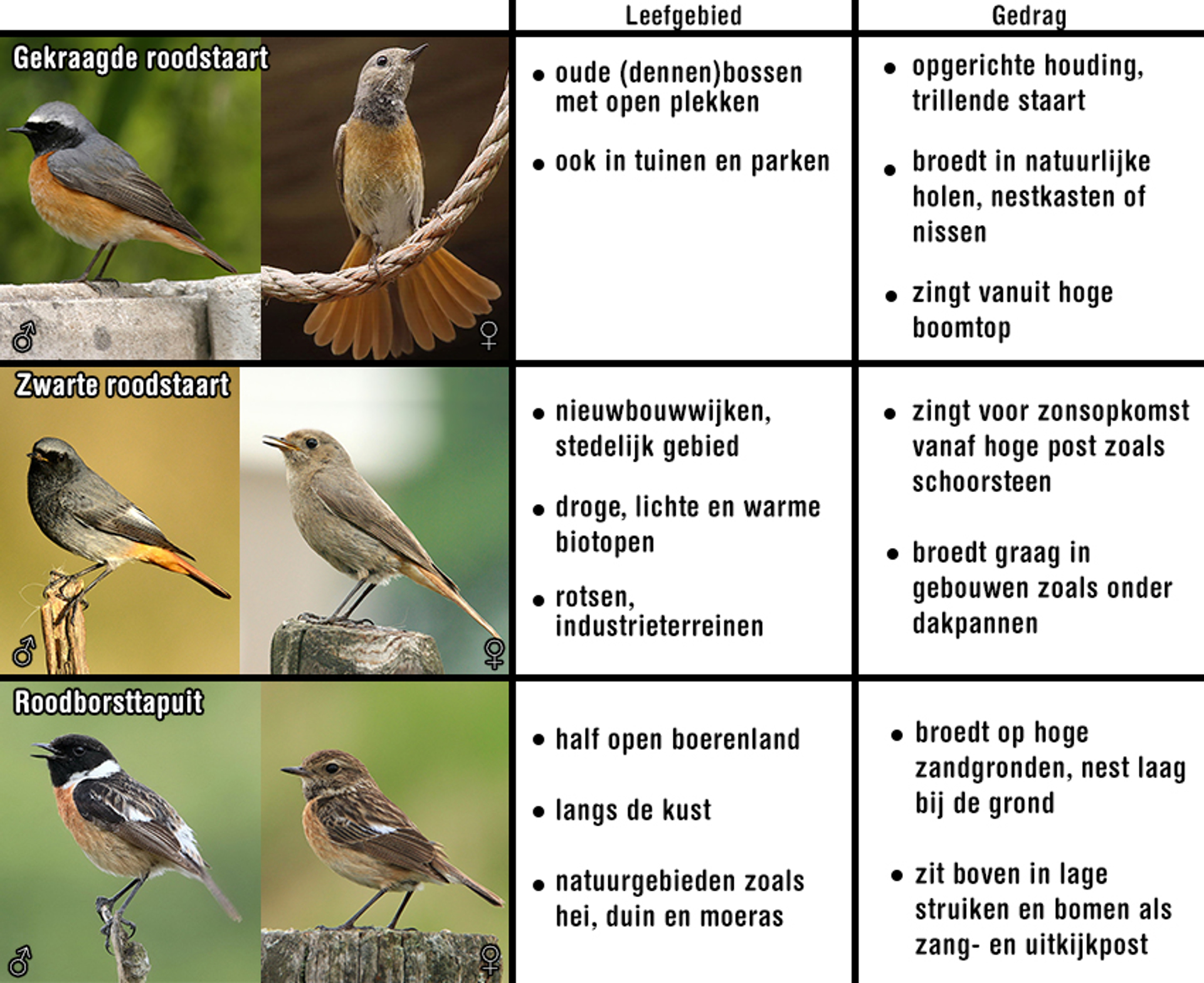 rode vogels weetje