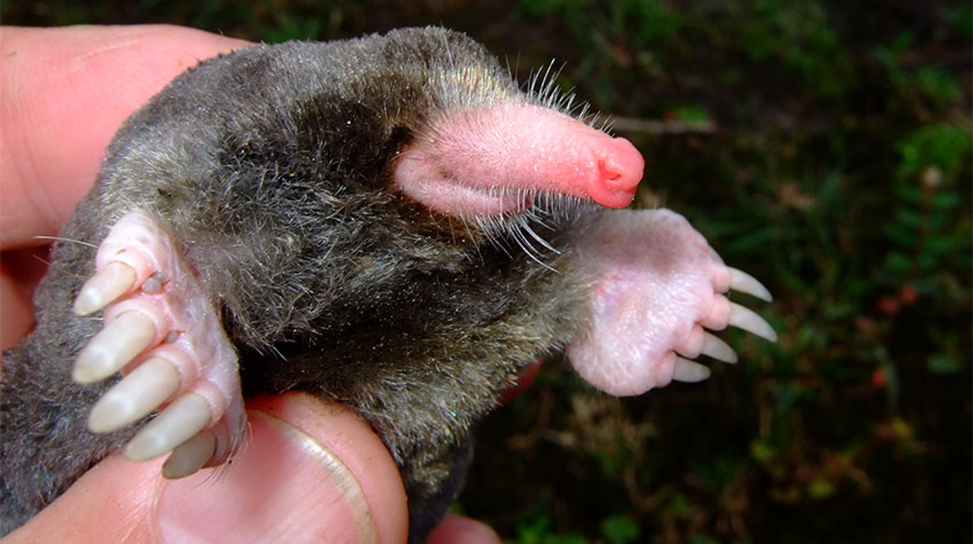 Euroscaptor orlovi mol vietnam