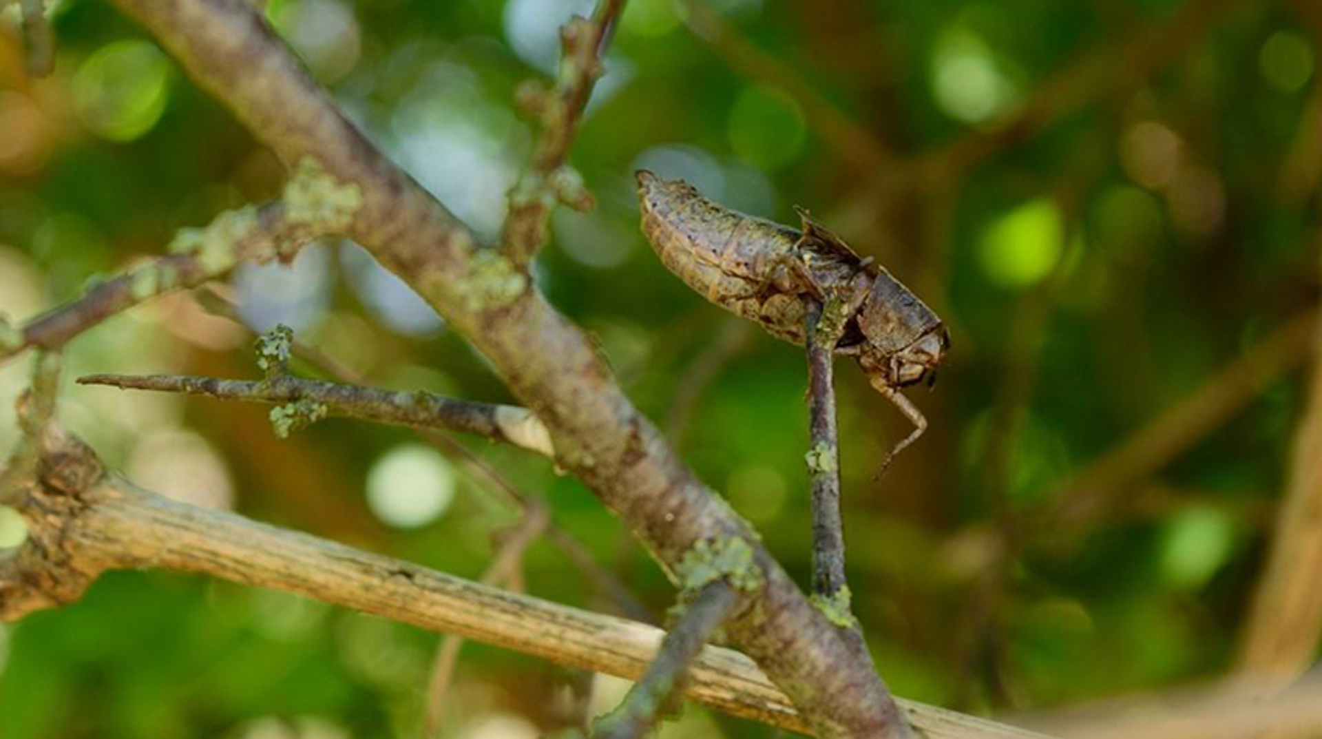 gespietst caro de wit