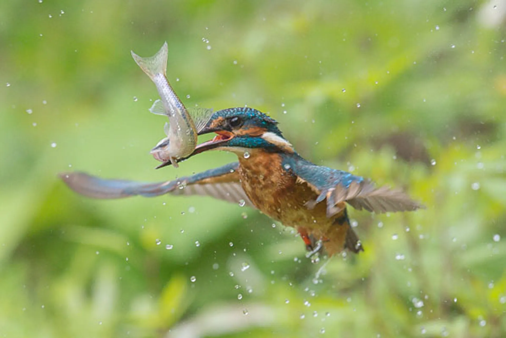 sloot-ijsvogel