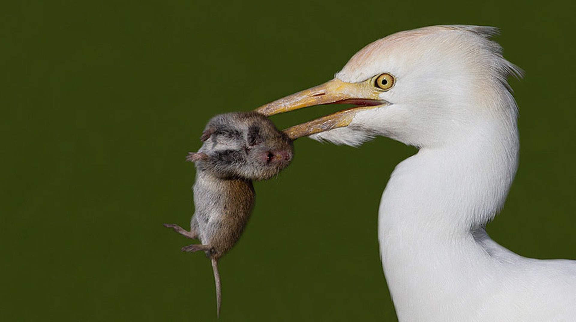 koereiger-muis---Lubbert-Spaanse