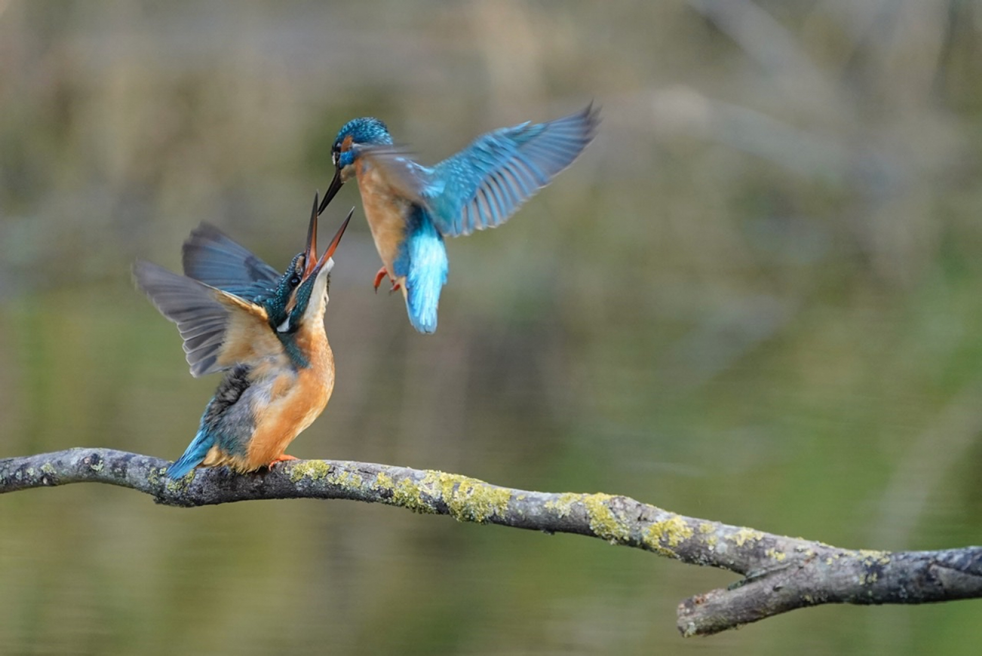 IJsvogels