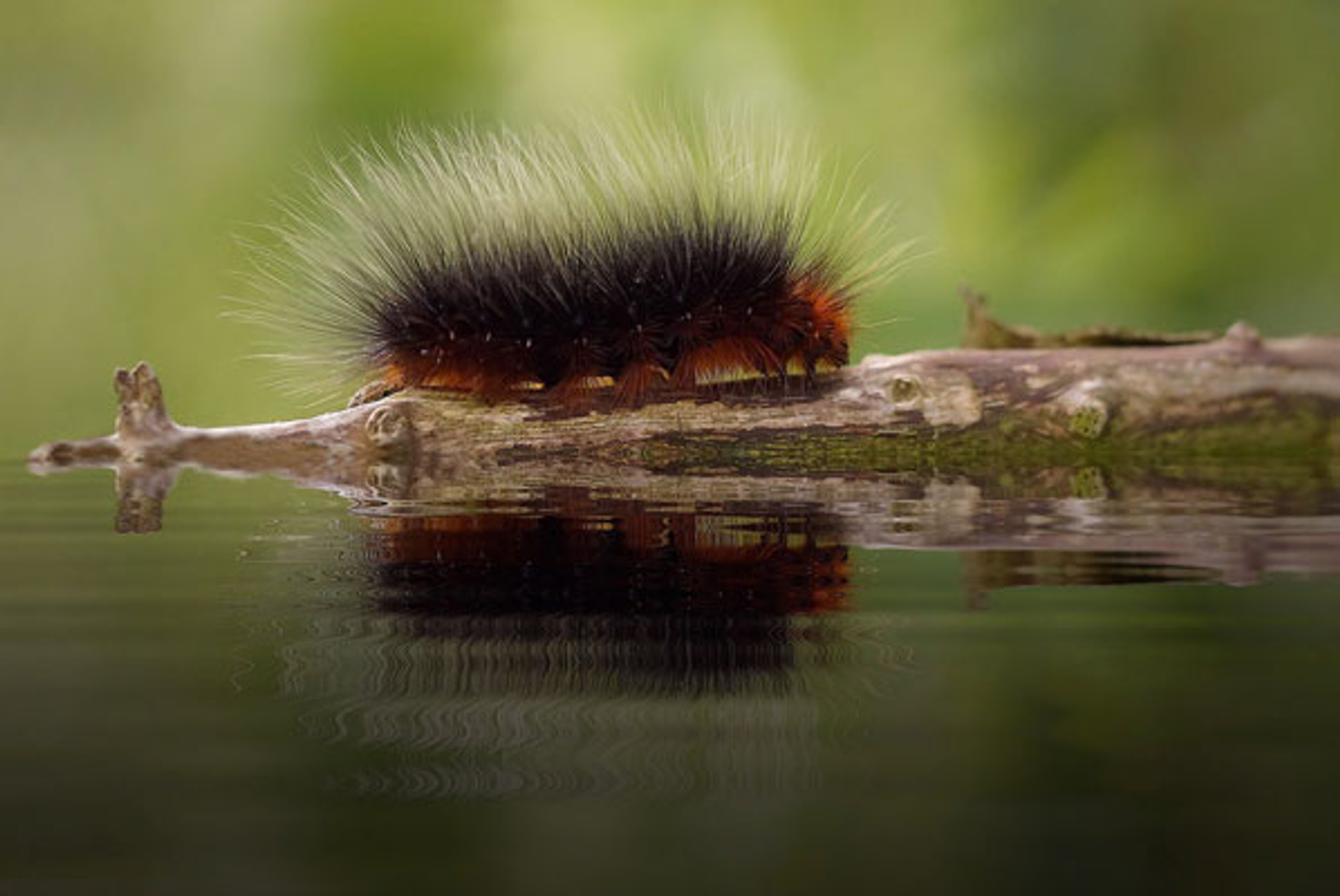 rups_harig_pietfotograaf