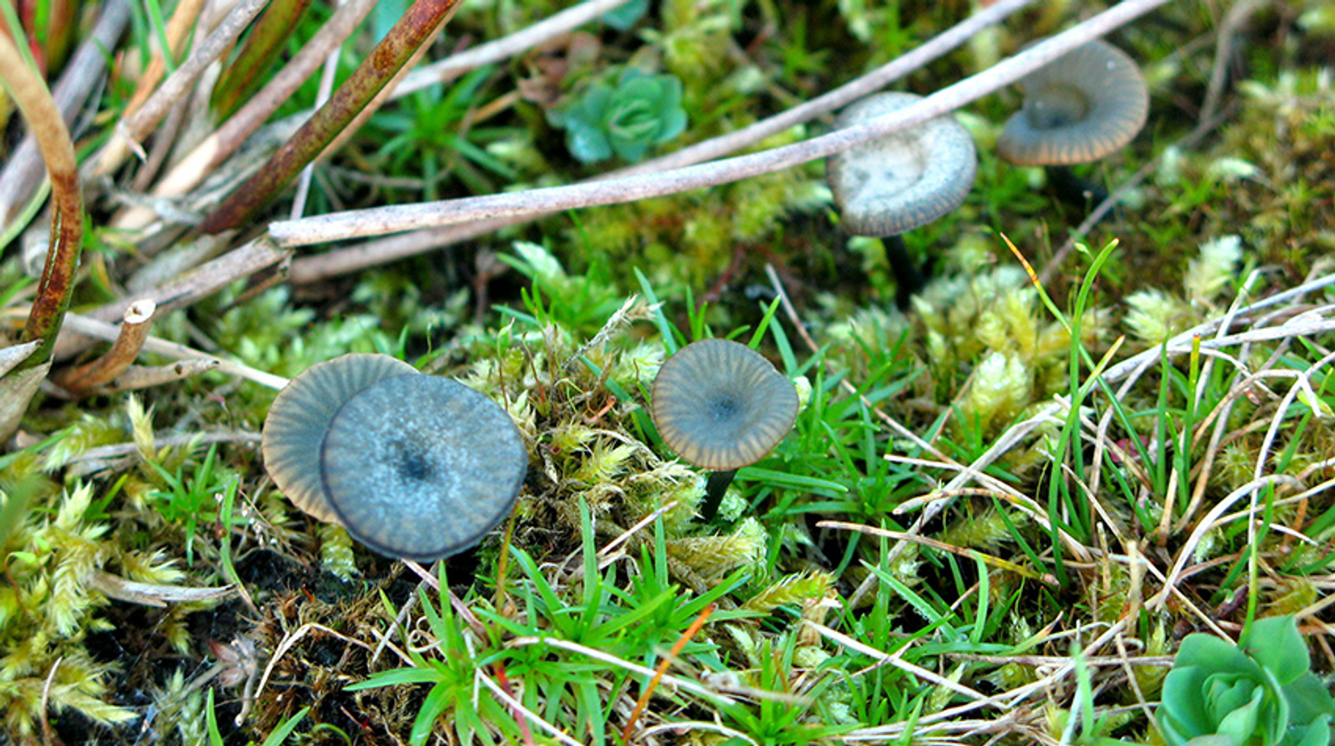 Blauwgroen trechtertjes