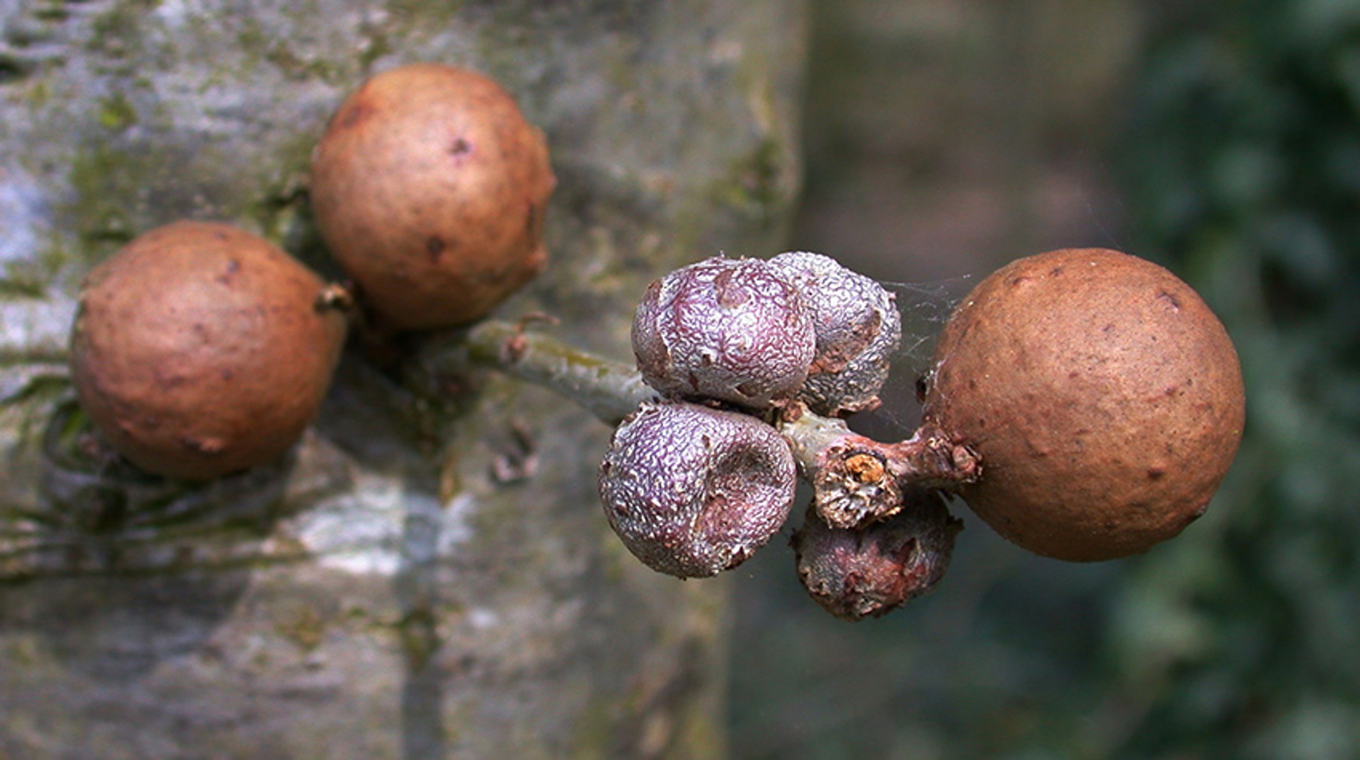 Andricus kollari en A. lignicolus, Quercus sp.