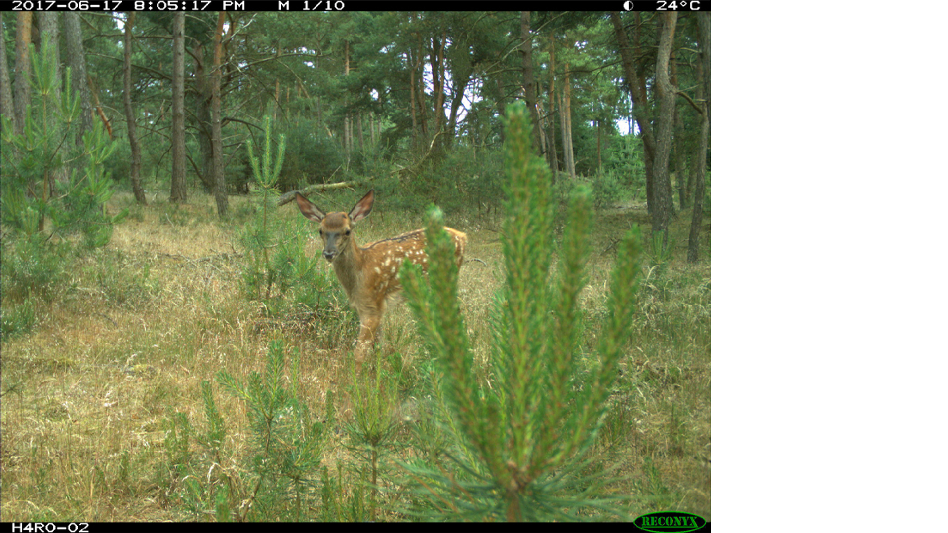 snapshot_hoge veluwe_2