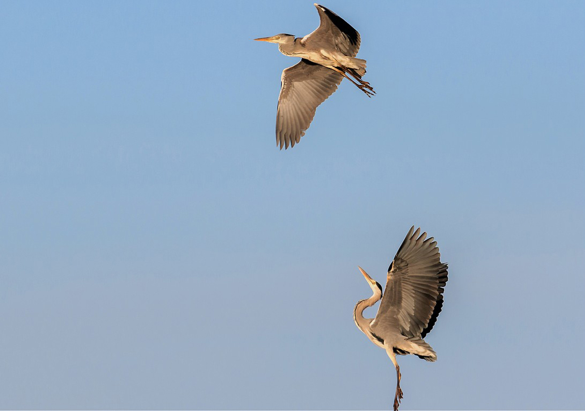 Blauwe reiger