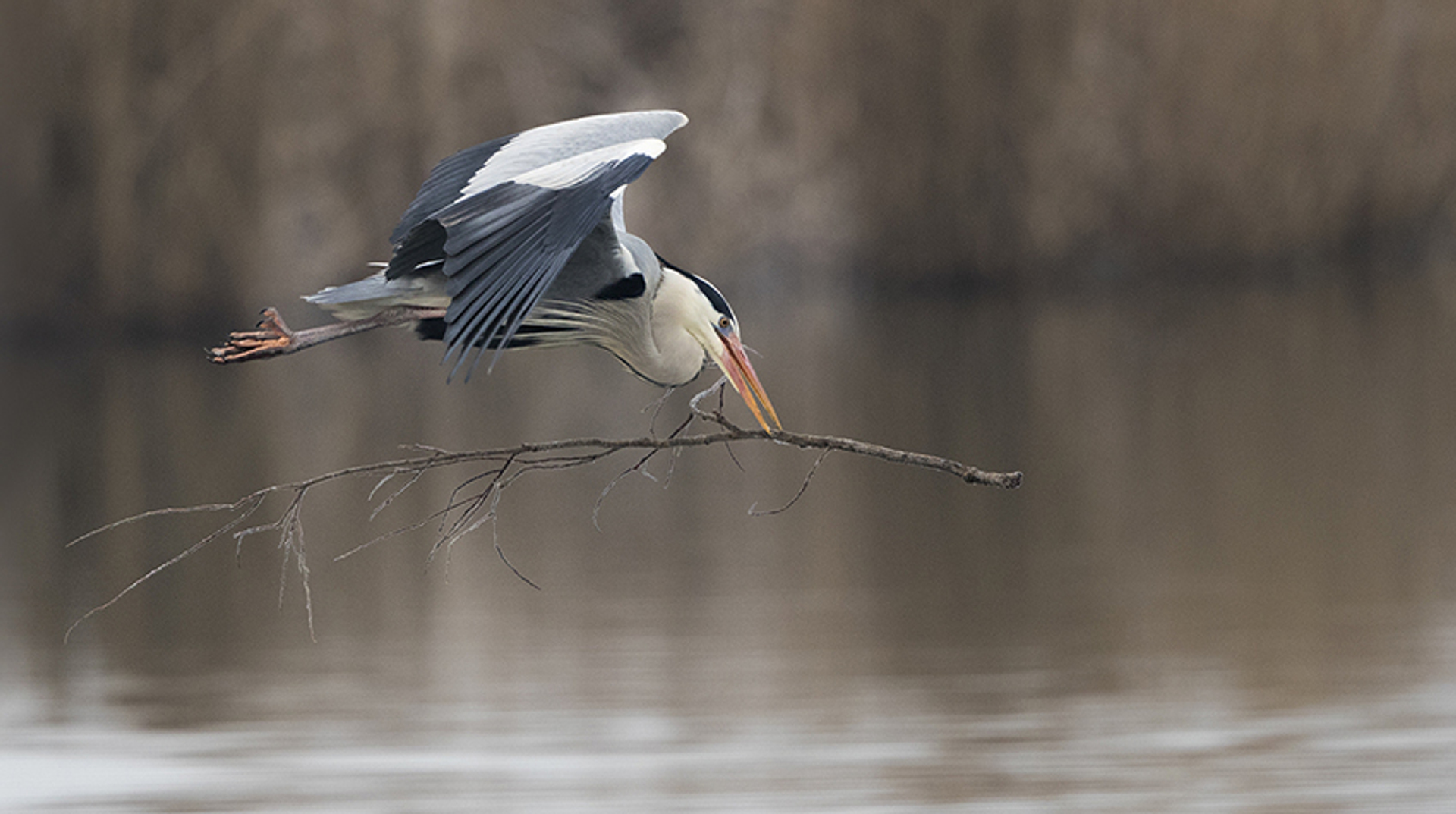 reiger met tak