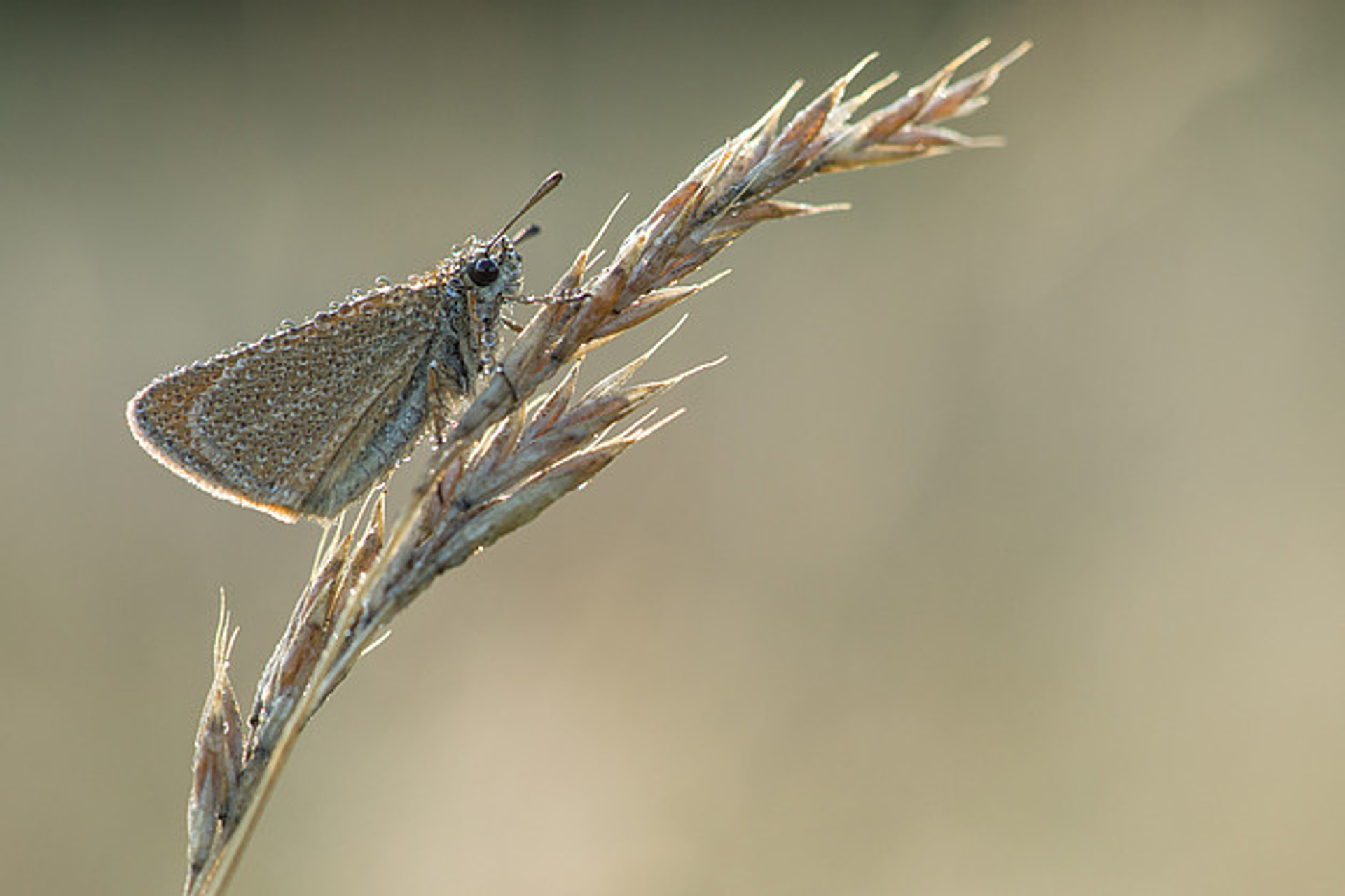 dauw zwartsprietdikkopje