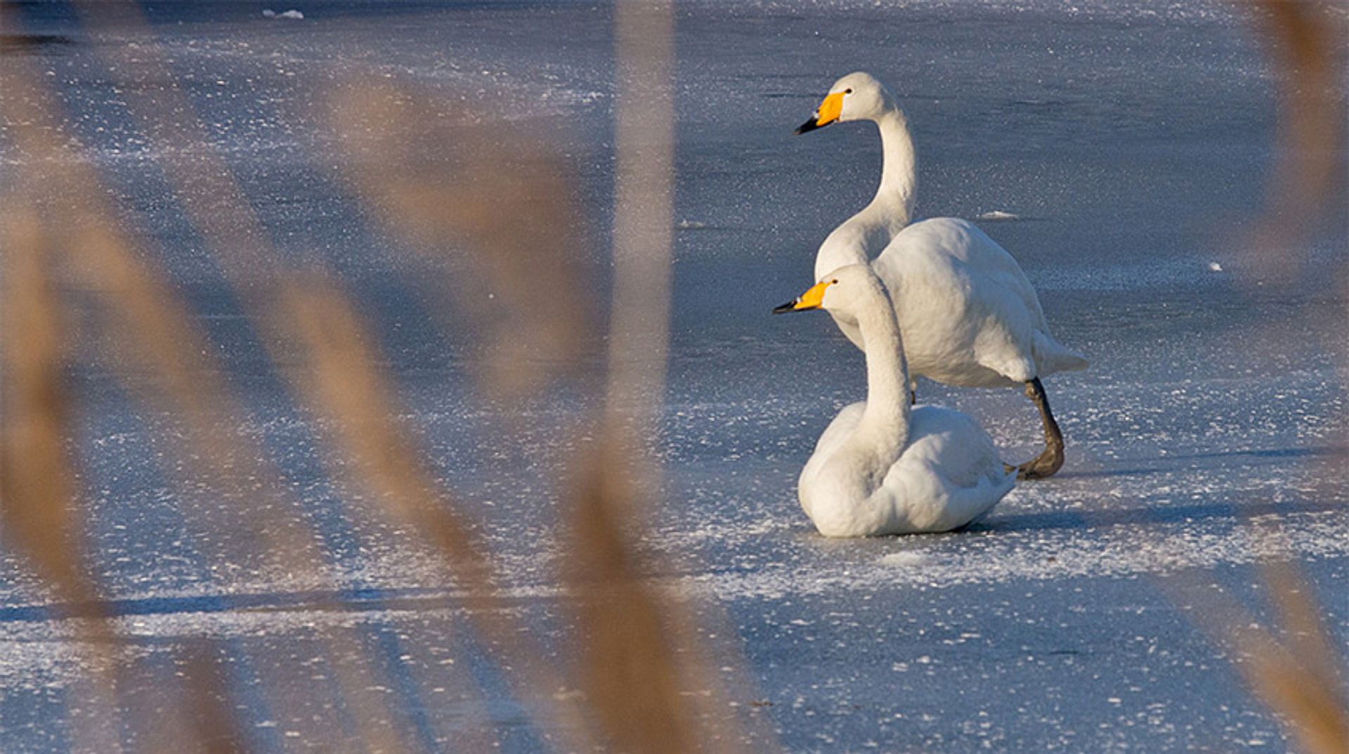 wilde zwaan ijs belton