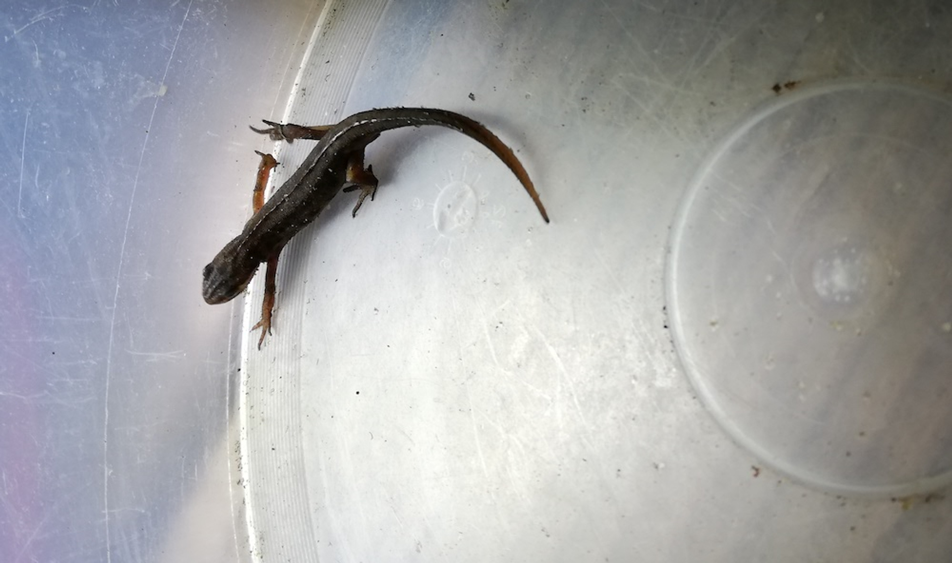 kleine watersalamander