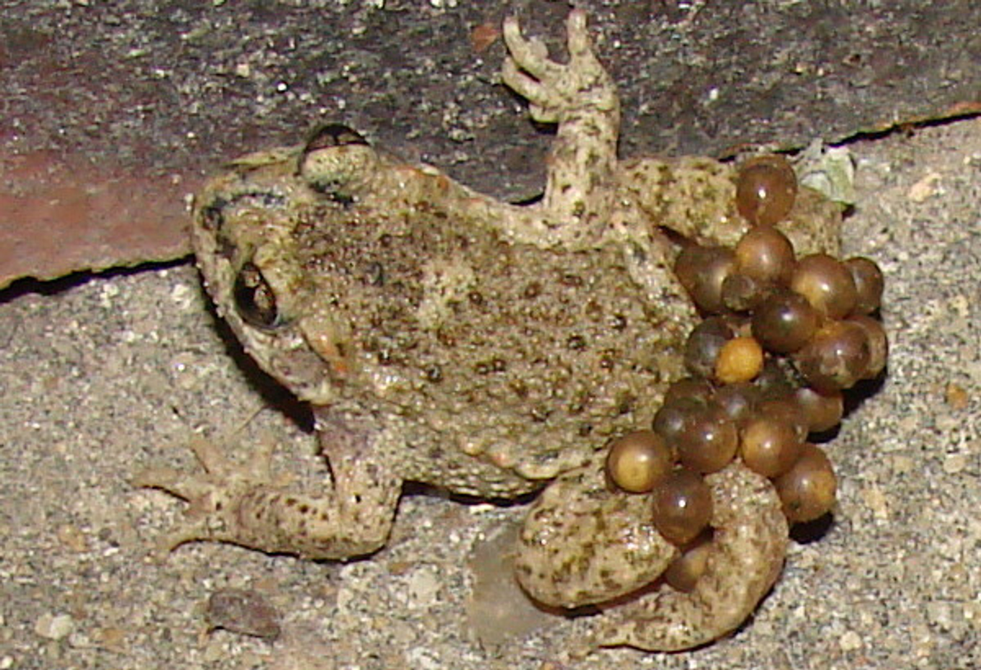 vroedmeesterpad_Petronella2.jpg