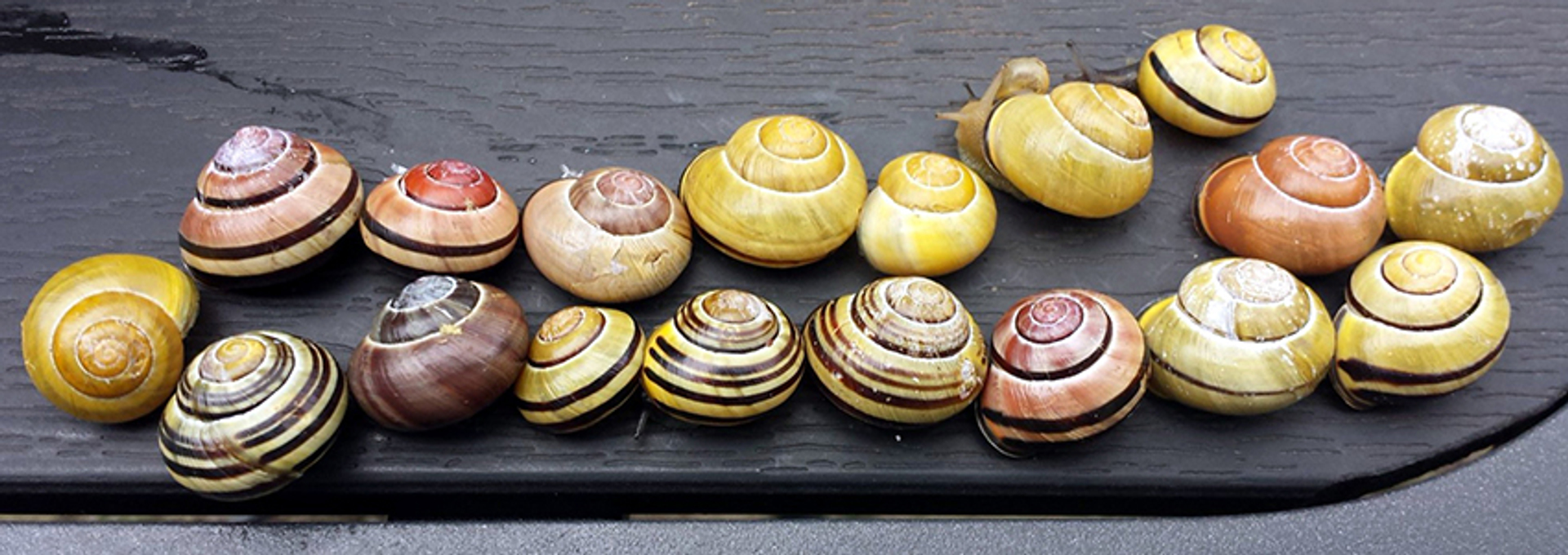 veelslakken_naturalis