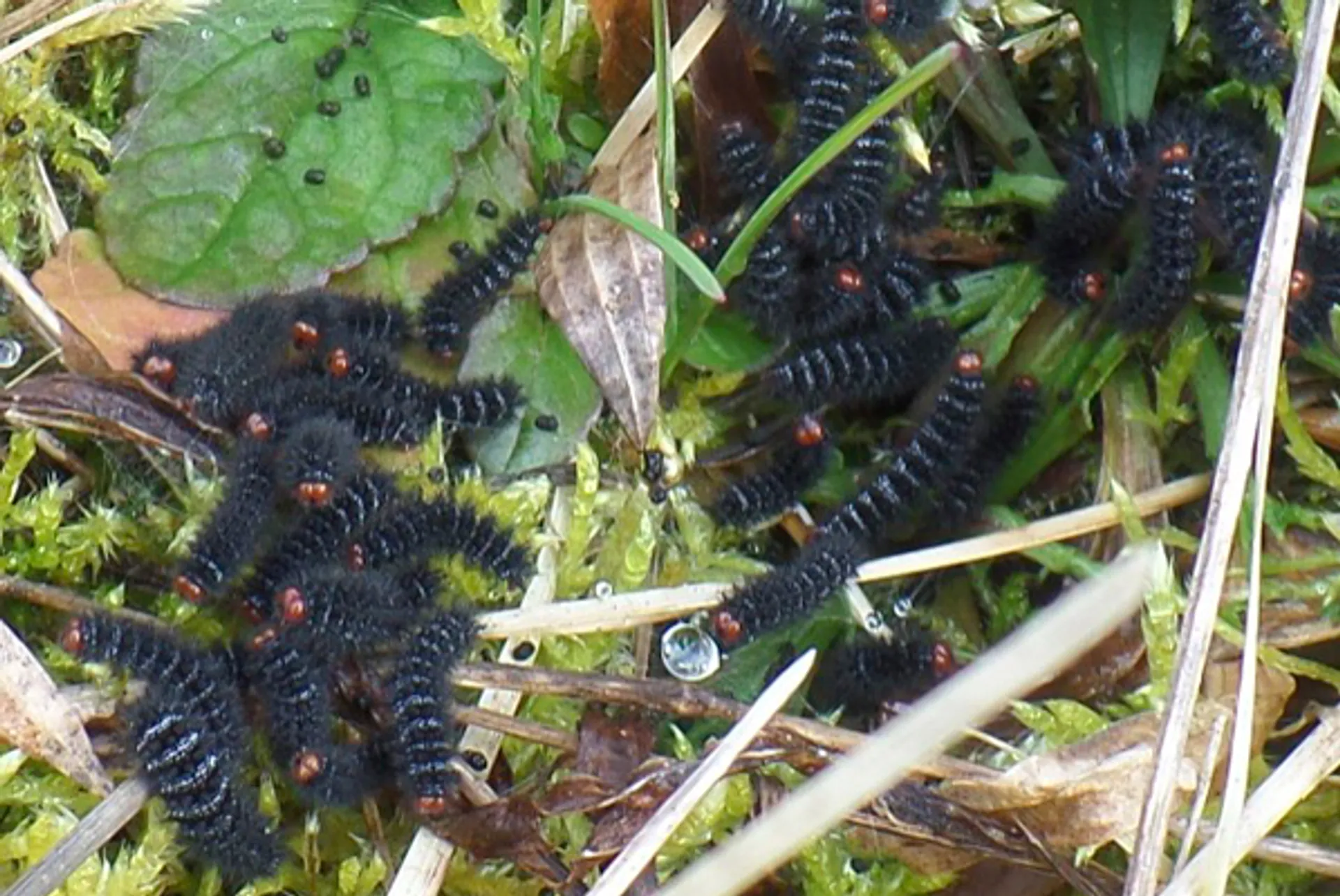 veldparelmoervlinderrups