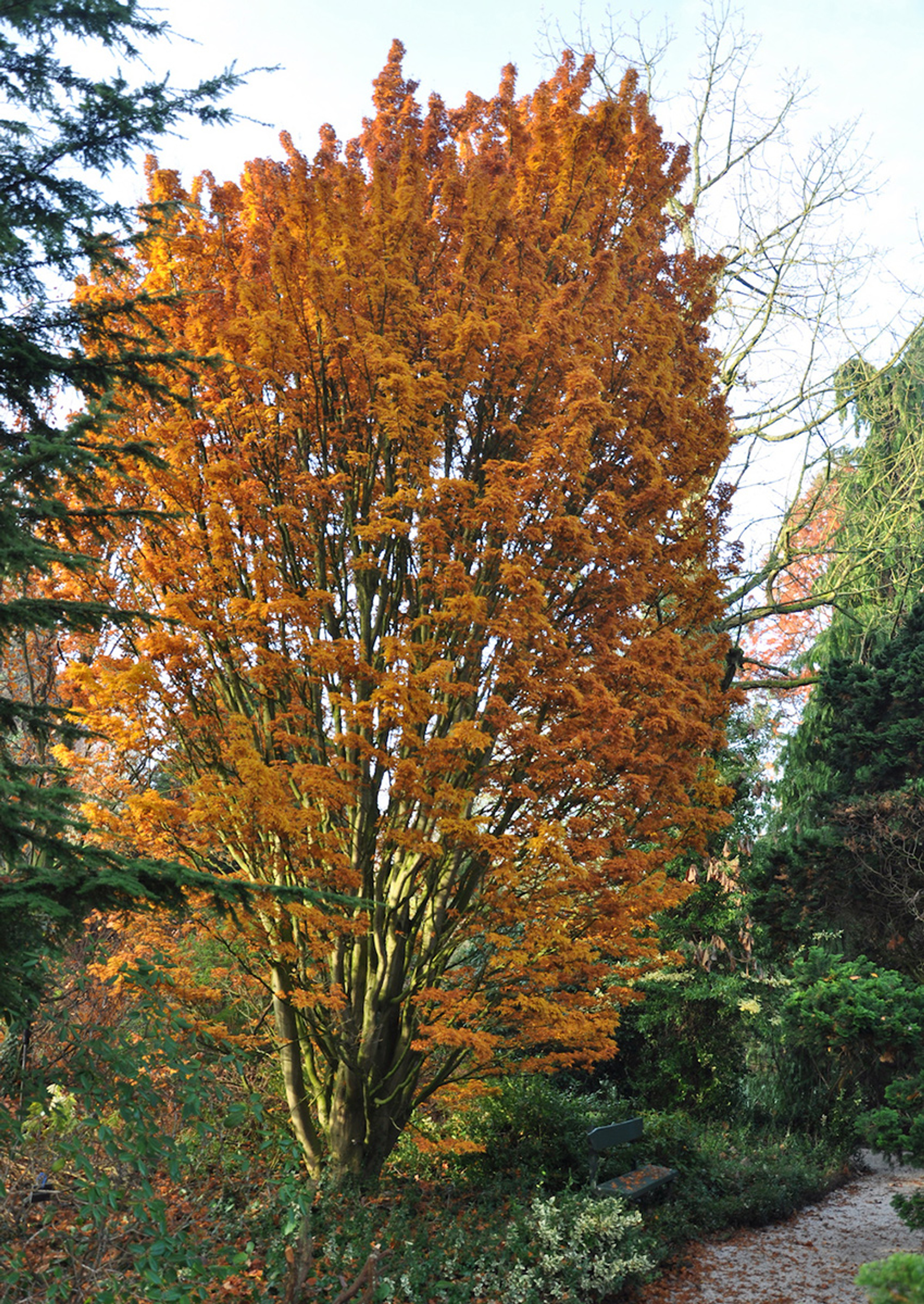 Japanse leeuwenmanenesdoorn