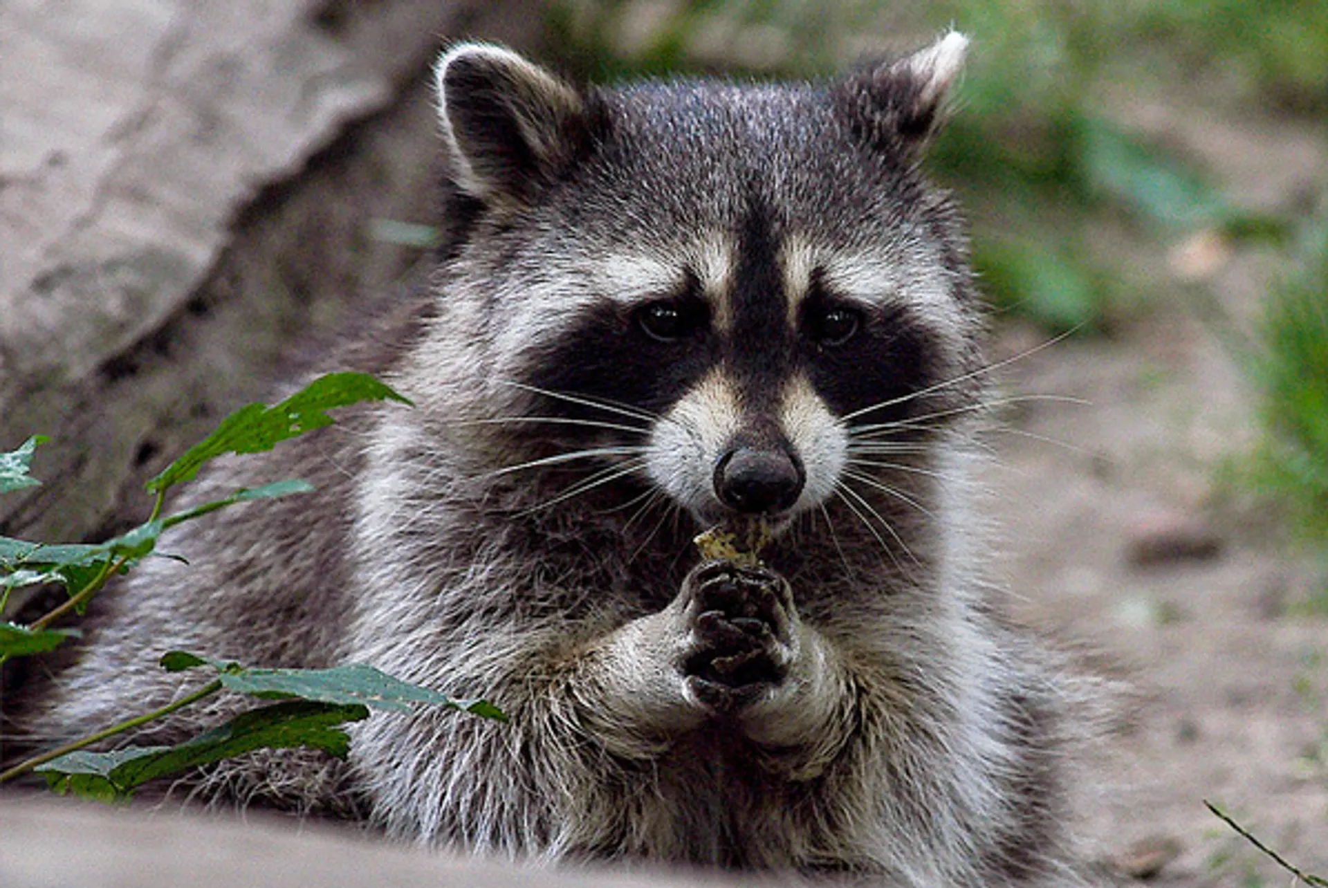 Voortplanting wasbeer in Nederland een feit - Vroege Vogels - BNNVARA