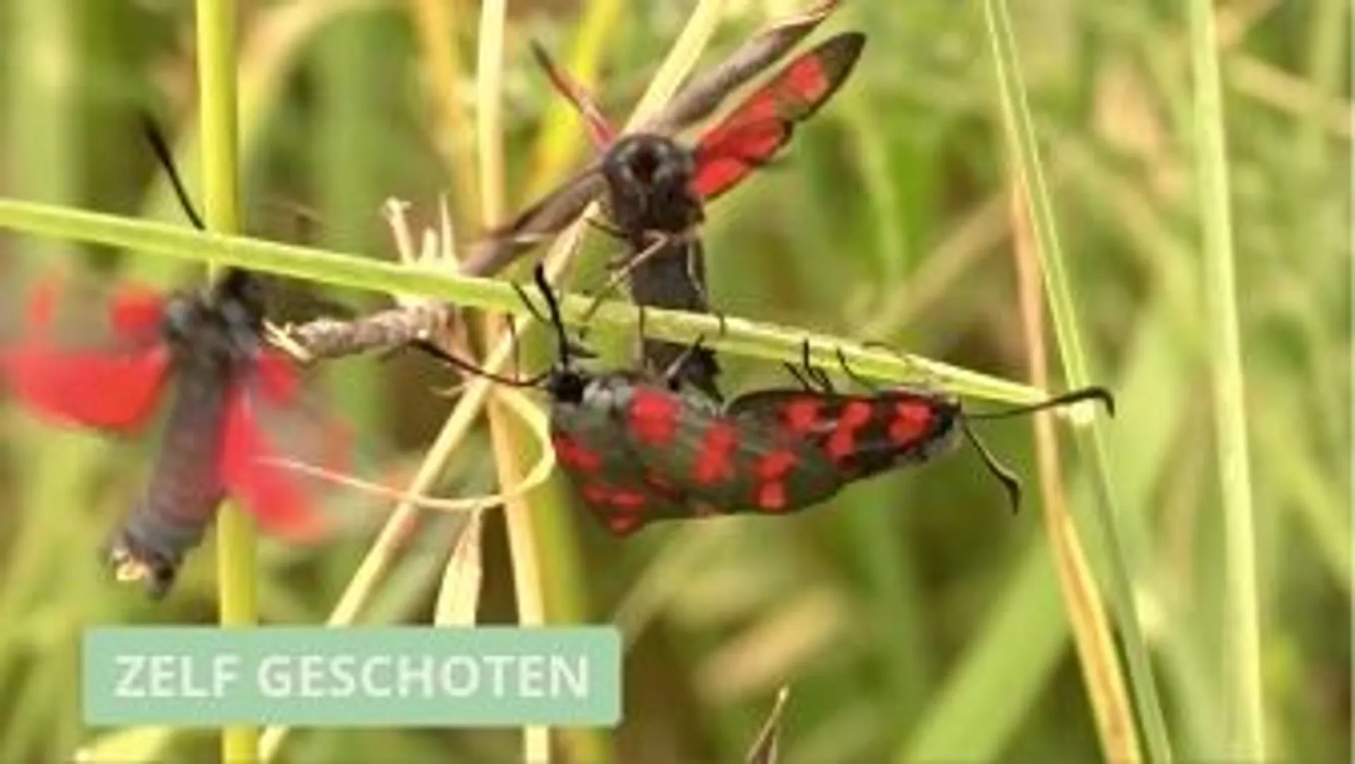 Afbeelding van Sint-jansvlinder