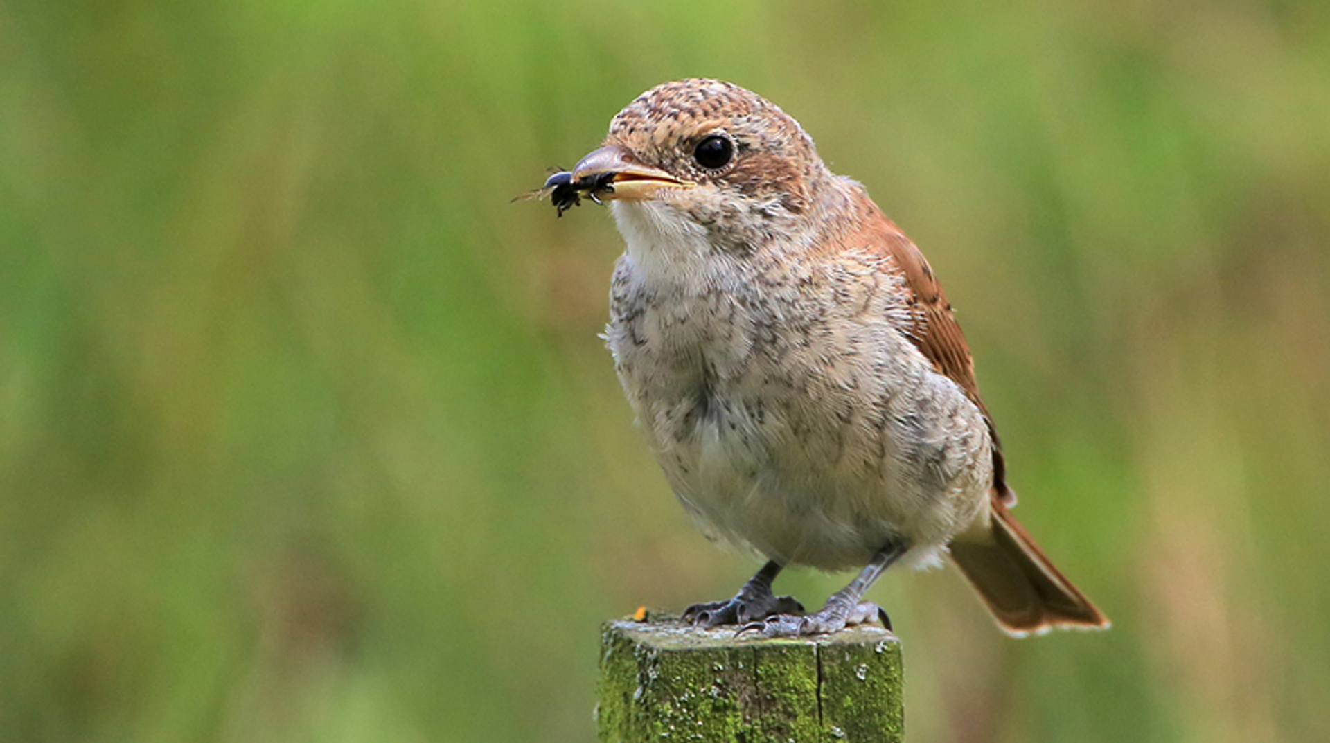 grauwe klauwier juv willemdewolf