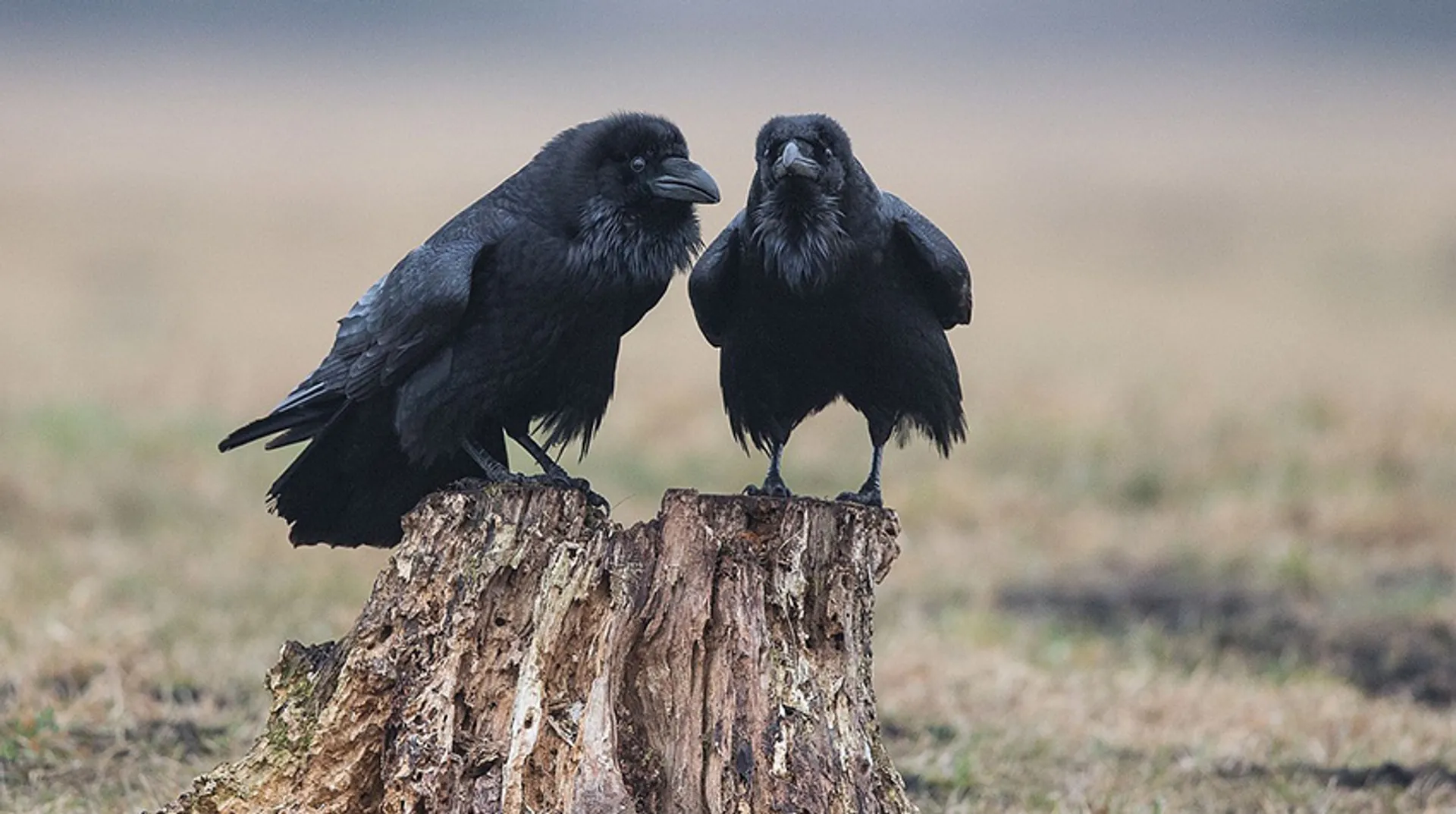 Raven_samen