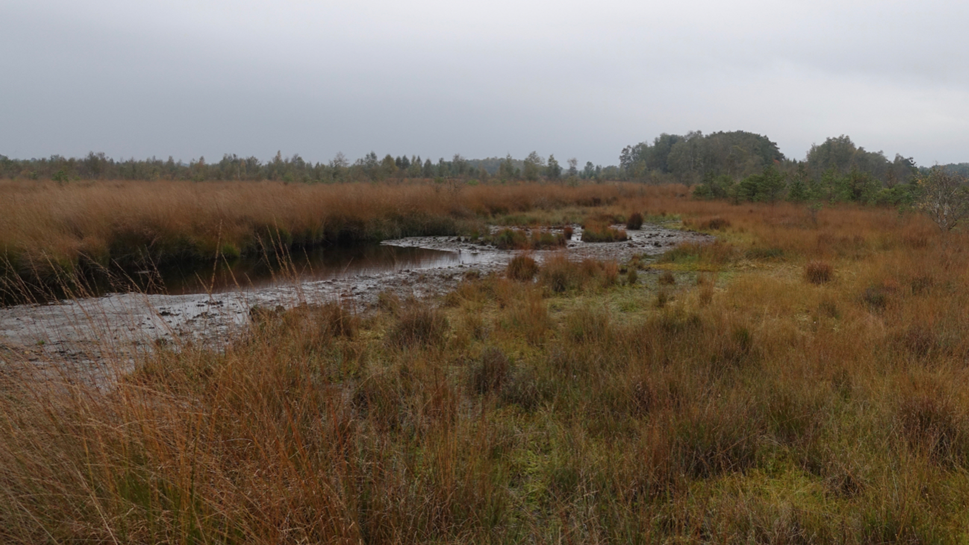 Haaksbergerveen