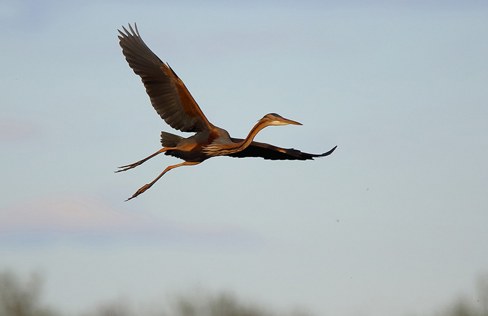 Purperreiger