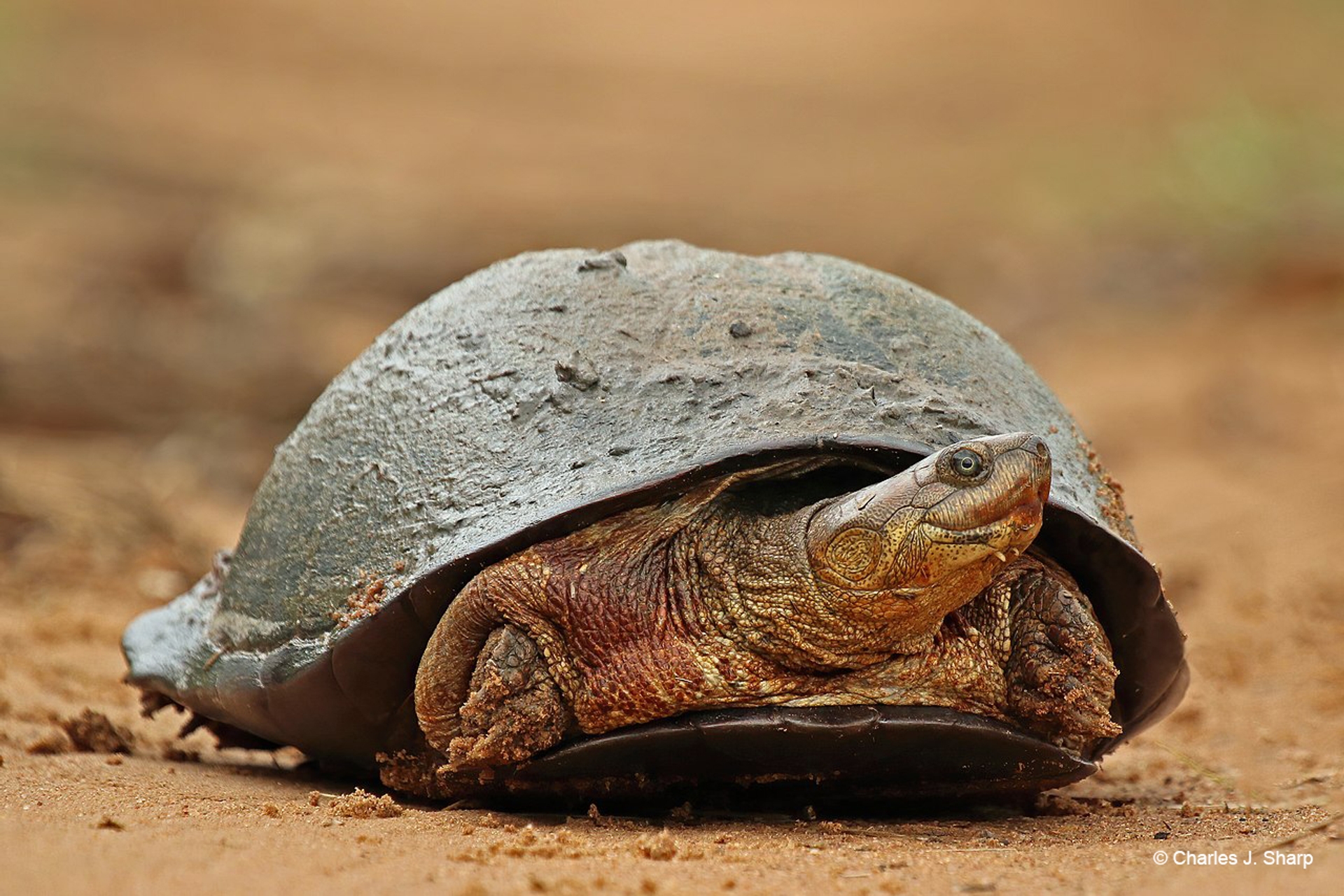 Pelomedusa_sp._African_helmeted_turtle_sp._CAR(c)_Charles J. Sharp