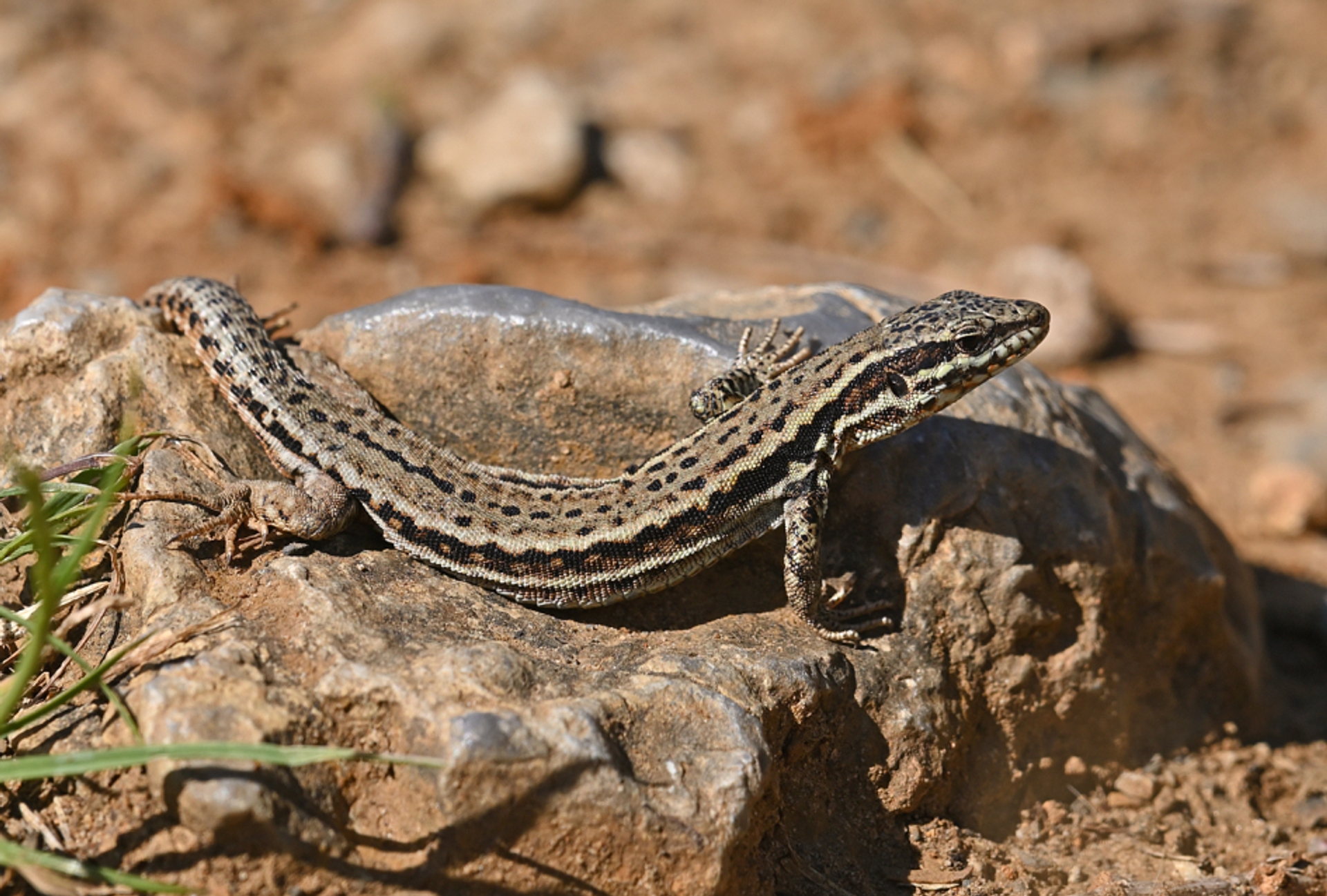 Muurhagedis (Podarcis muralis) in het zonnetje