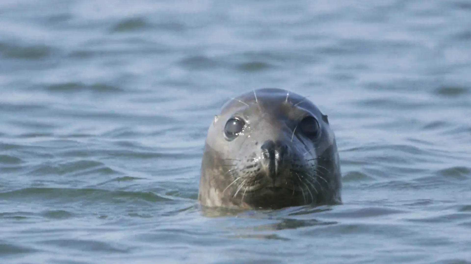 Afbeelding van De zeehond terug aan de top