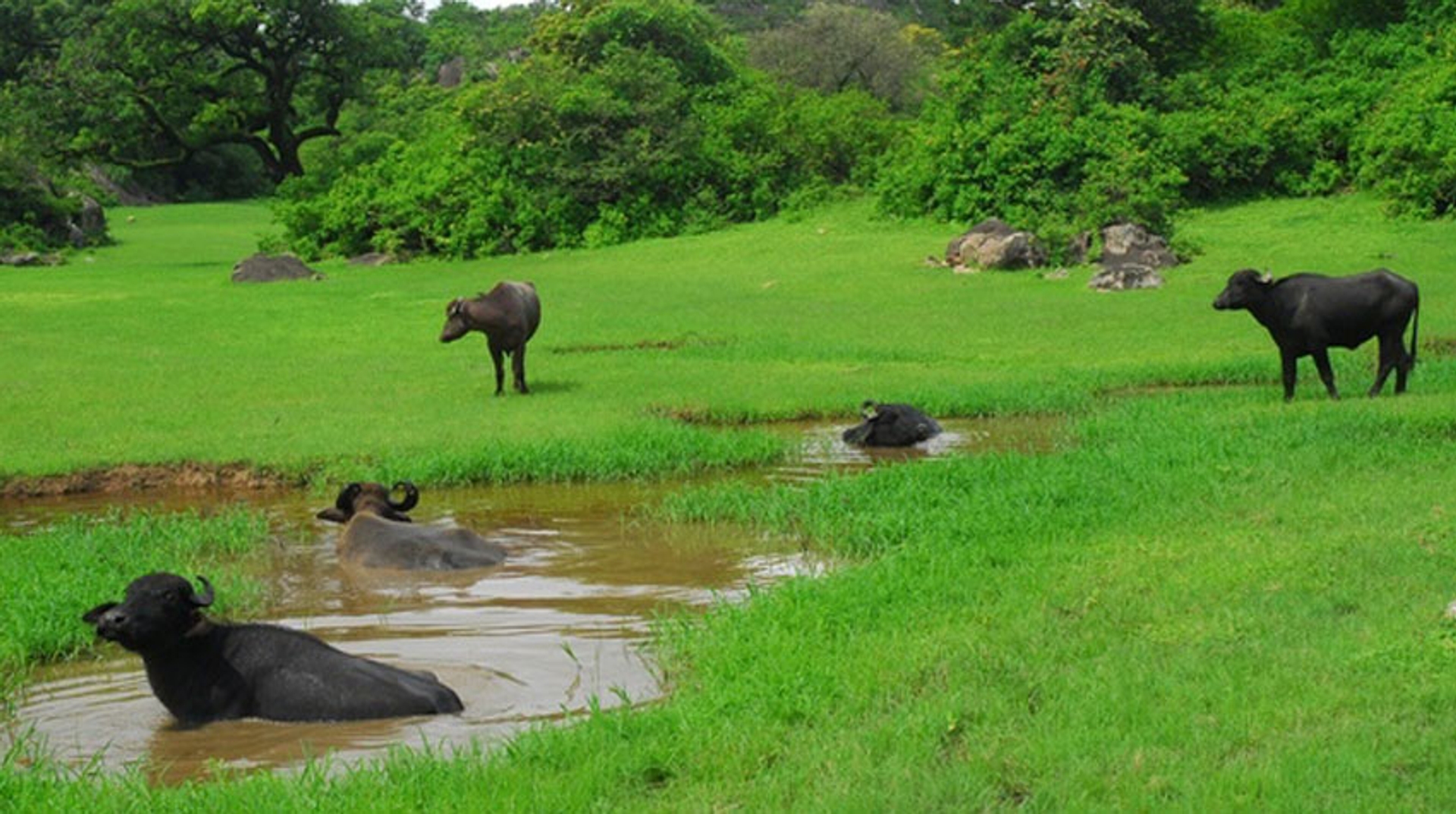 waterbuffels