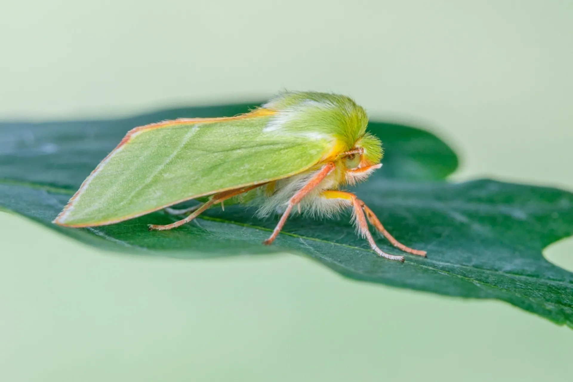 Afbeelding van Akoestische camouflage van de nachtvlinder