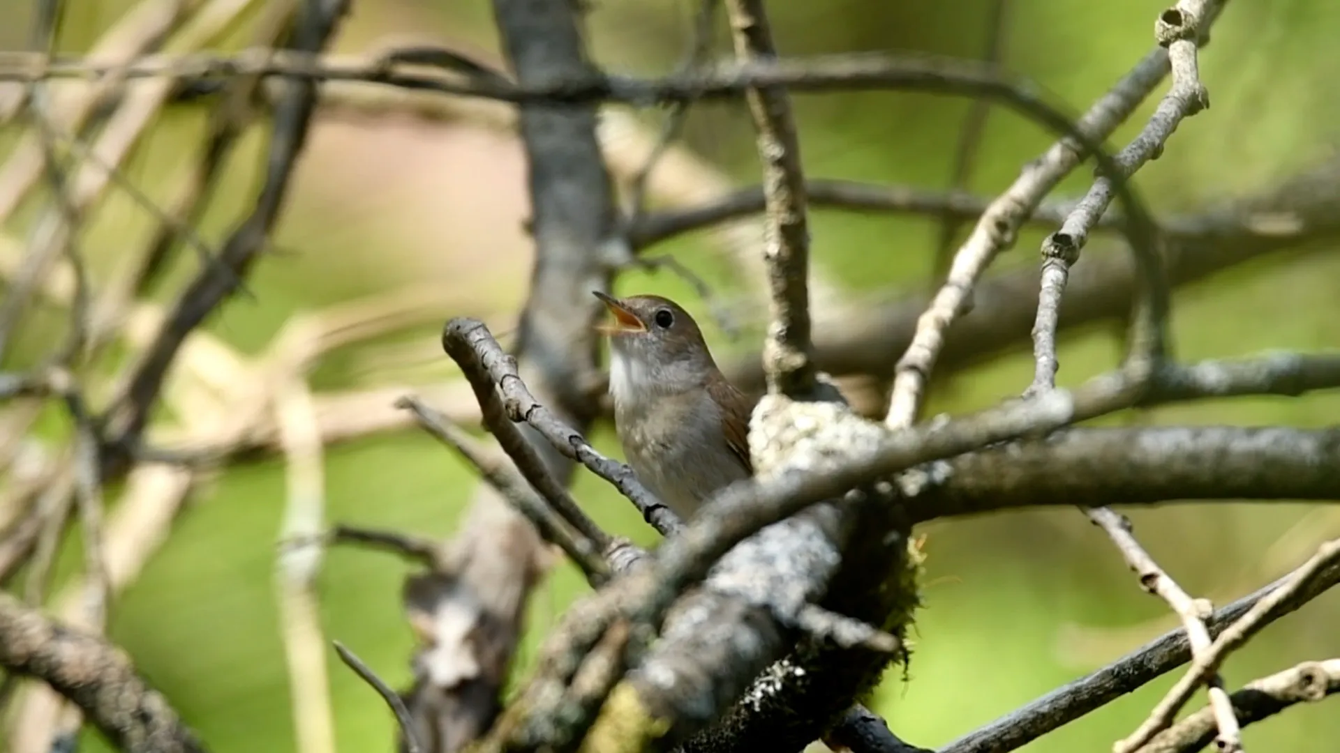Muziek van de nachtegaal | Zelf Geschoten - Vroege Vogels - BNNVARA