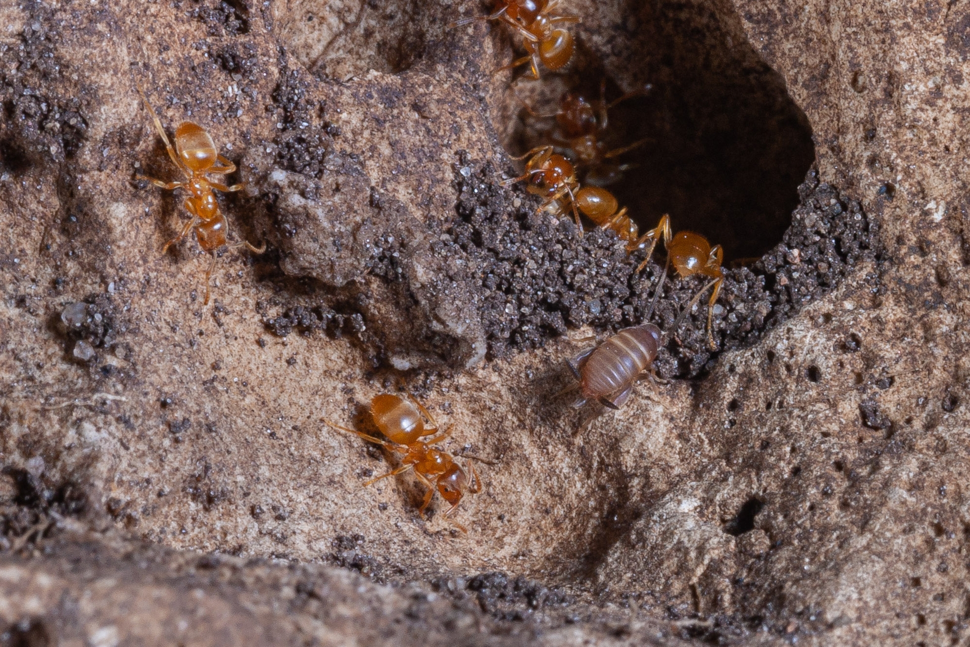 Mierenkrekel bij mieren