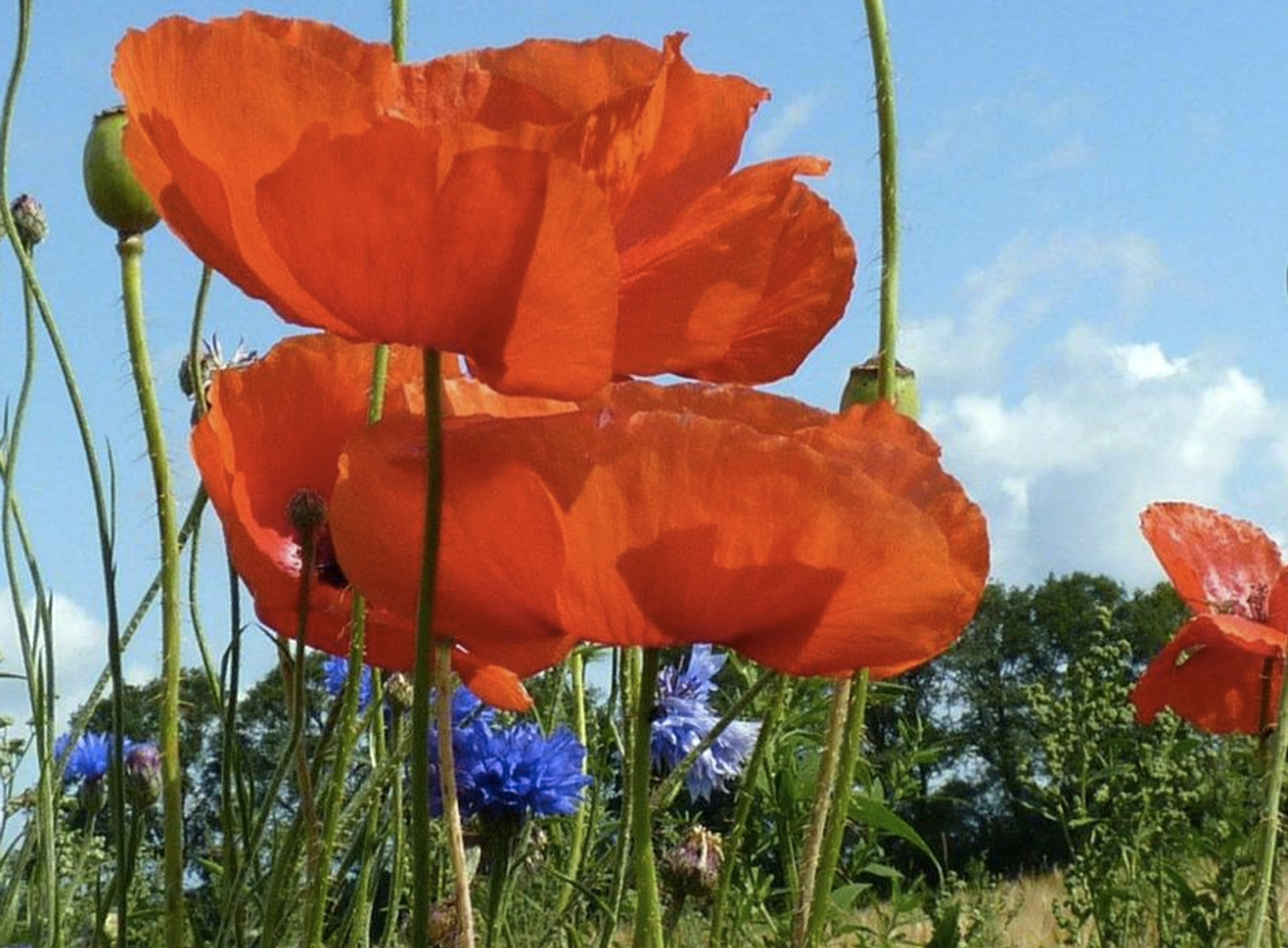Why Poppies Are Red and Dandelions Are Yellow - Early Birds - World