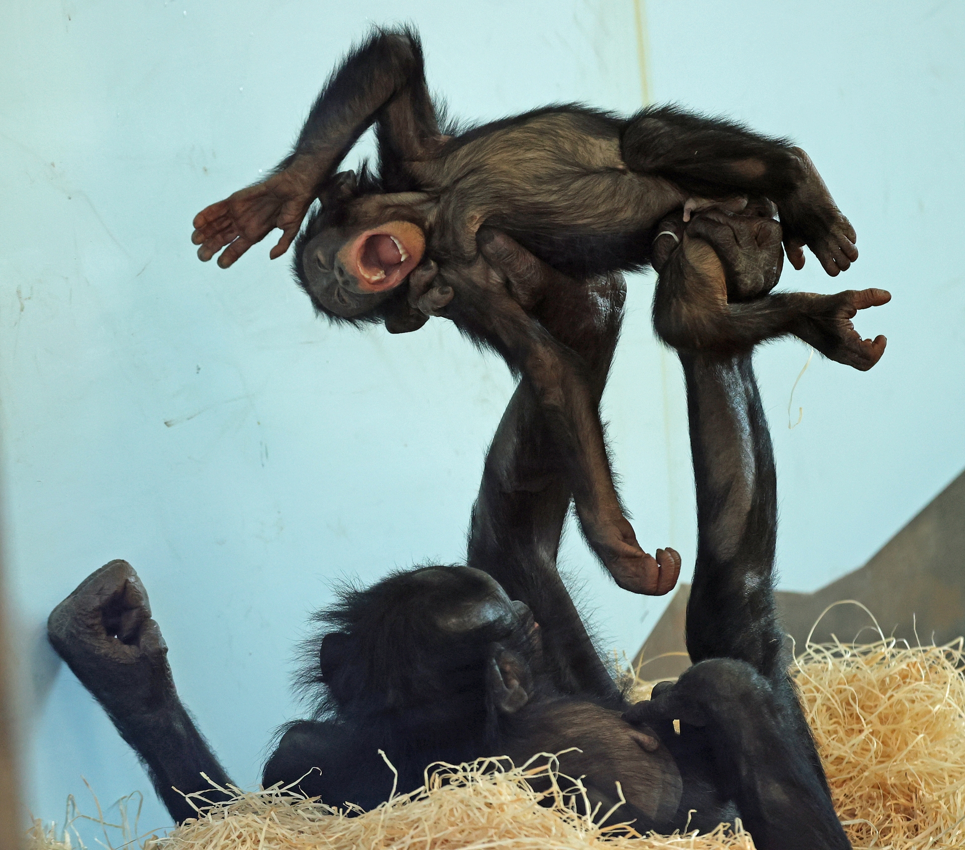 Bonobo Ouwehands Dierenpark