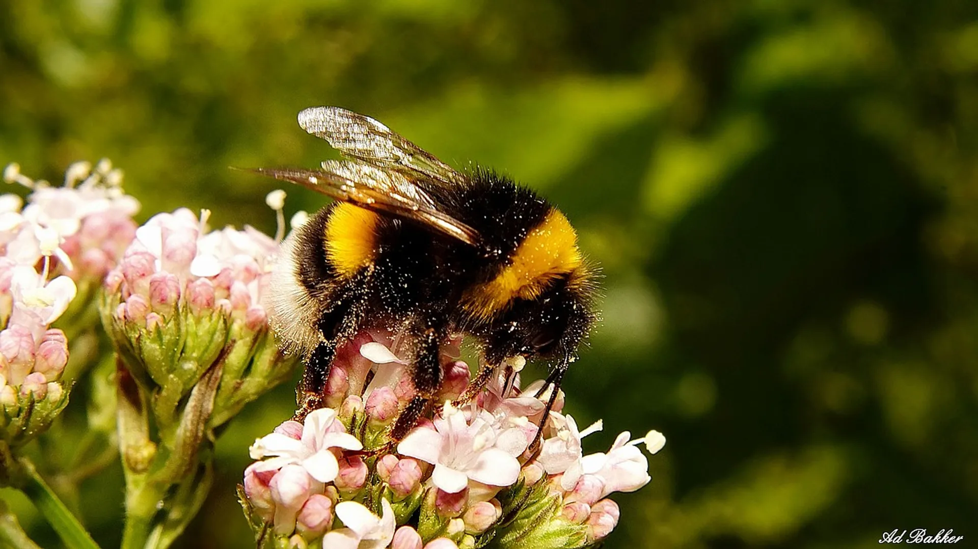 Vraagbaak: hoe hoog vliegt een insect? - Vroege Vogels - BNNVARA