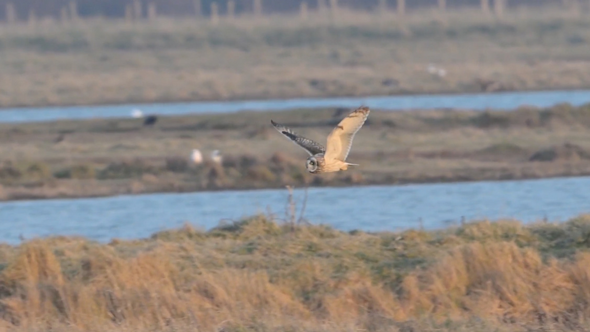 Jagende Velduil Winnaar Zelf Geschoten Vroege Vogels Bnnvara