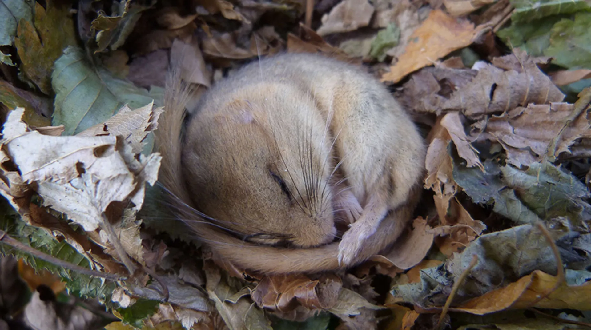 Dieren komen slapend de winter door | Weetje - Vroege Vogels - BNNVARA