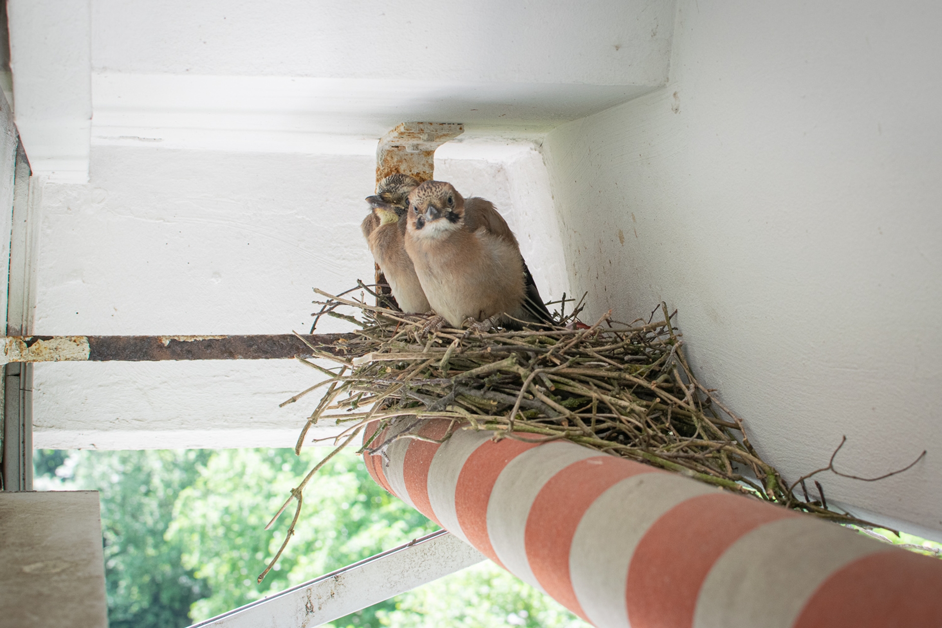 Jongen op het nest