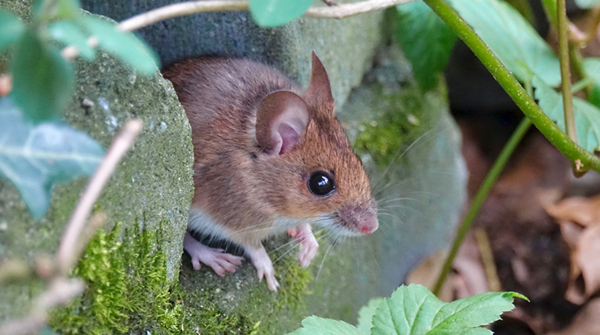 Geluid van de nachtzwaluw, vleermuis onder parasol en hooiwagenkrab ...