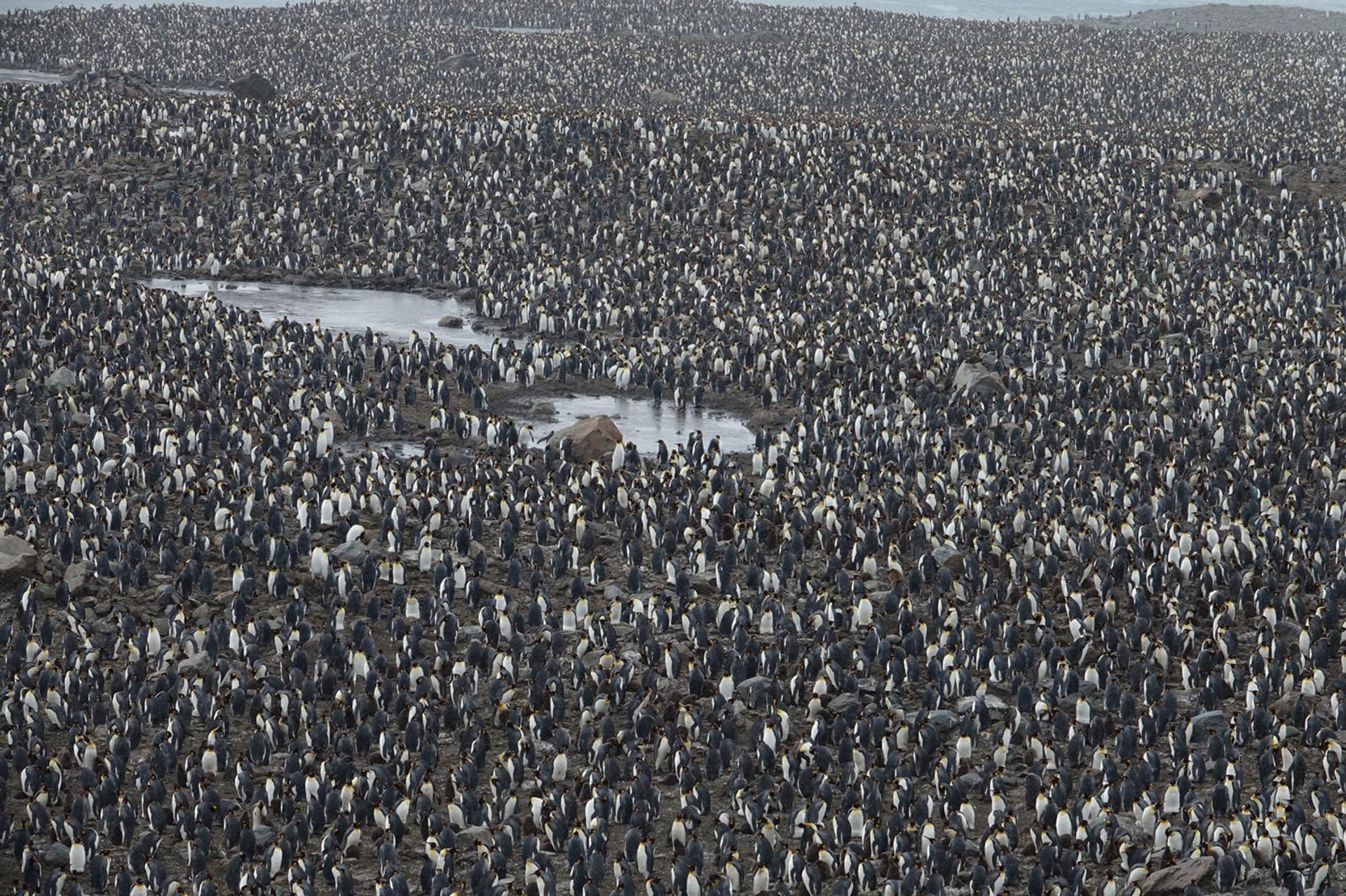 Miljoenen pinguïns