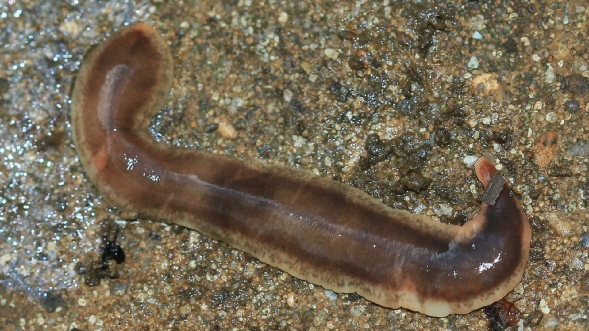 Новозеландски плосък червей