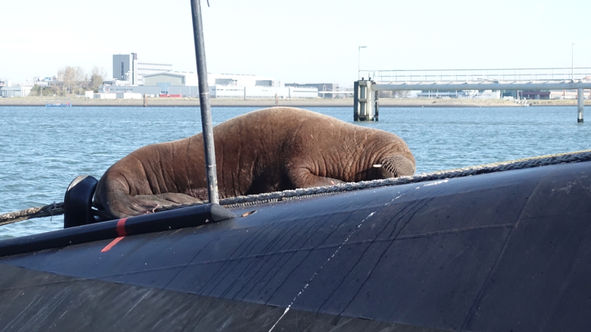 Walrus op walrus in Den Helder