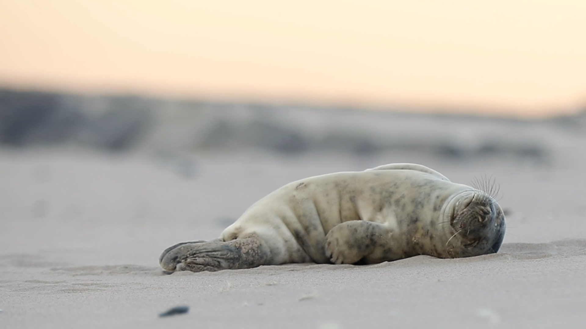 Luie Jonge Grijze Zeehond Winnaar Zelf Geschoten Vroege Vogels