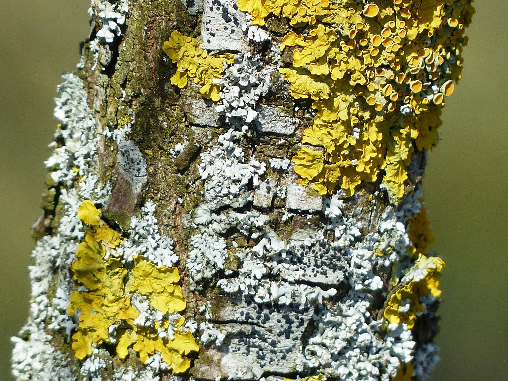 lichen-g41ead7ff8_1920