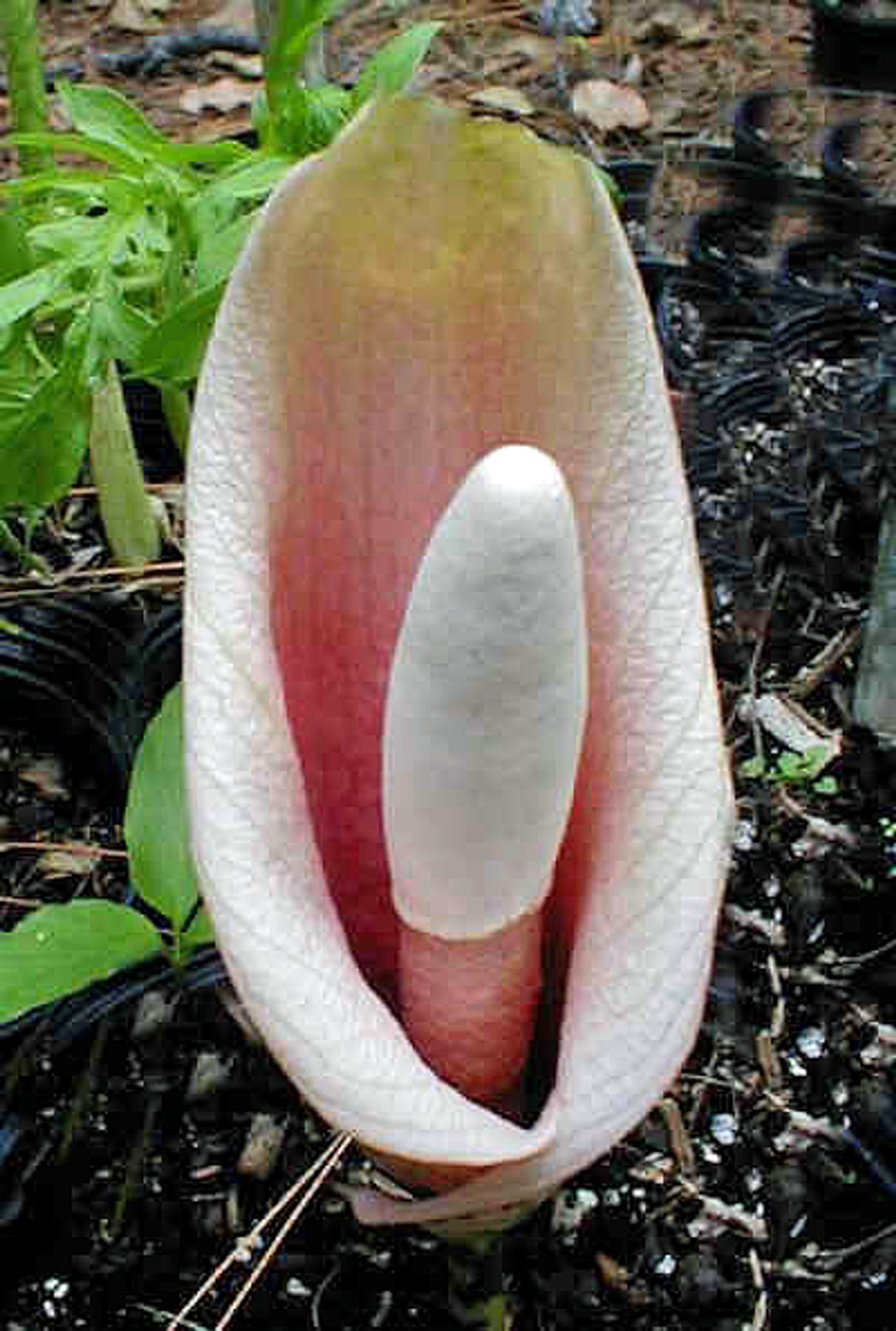 penisplant.jpg