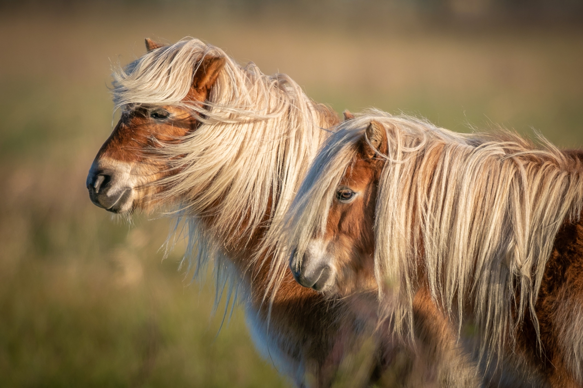 Pony's in de wind