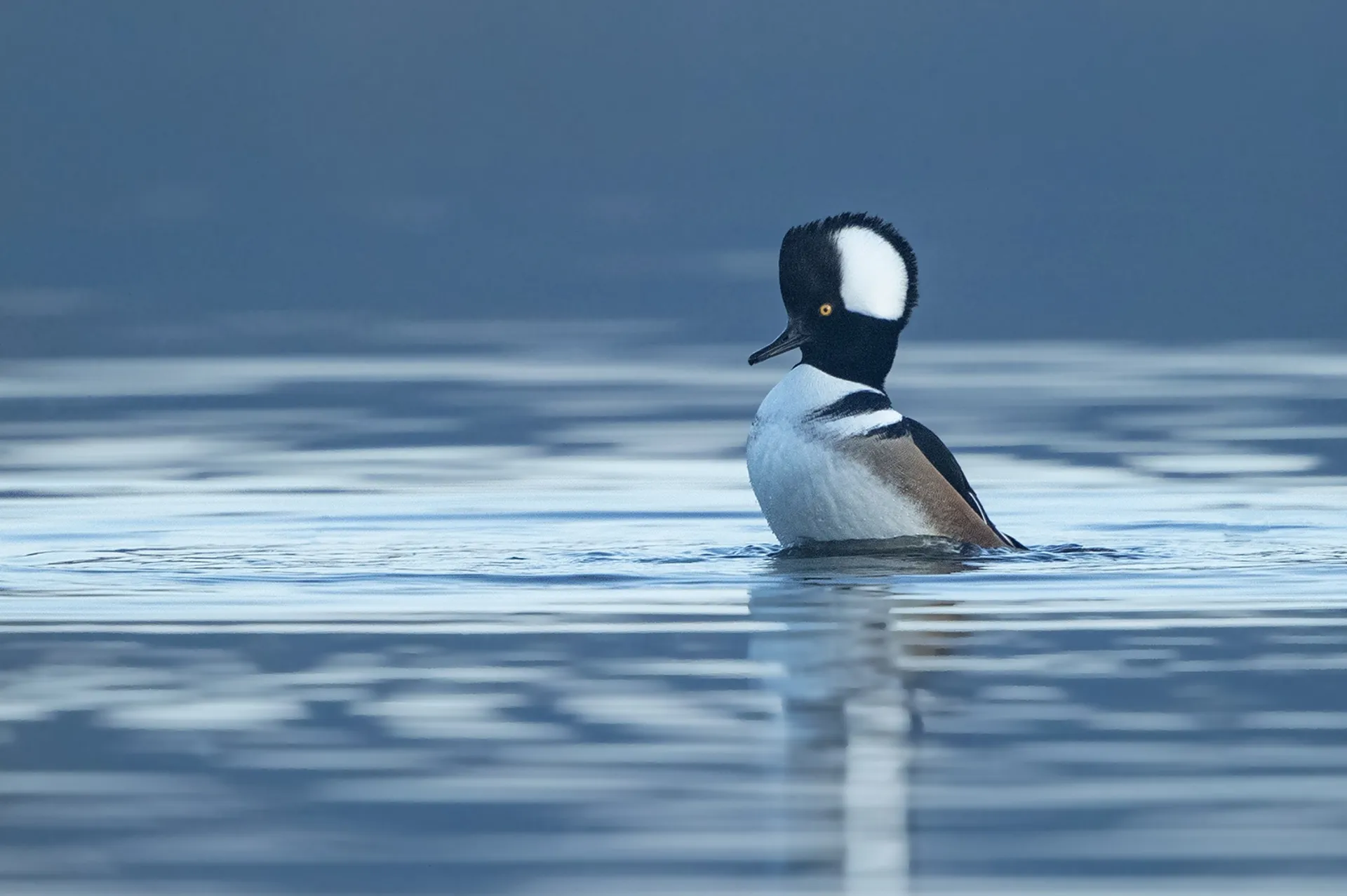 Een vreemde eend in de bijt: de kokardezaagbek | Fotoserie - Vroege